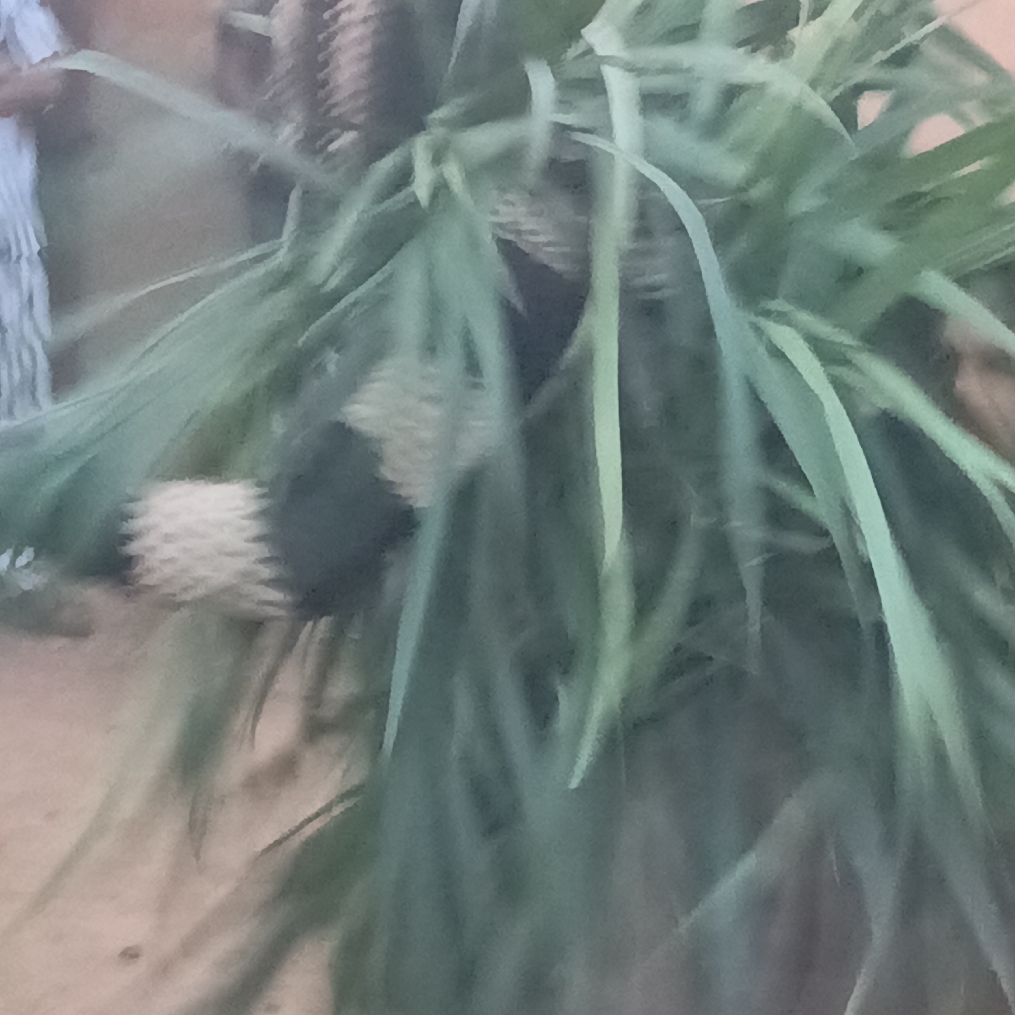 The image features a bundle of green, spiky leaves and fruits, possibly of the Pandanus variety. The location appears to be in a city, but the specific city remains unknown. There is a partial view of a person on the left side, wearing a striped garment. The background is an indistinct blend of colors. The focus is on the bundle of leaves and fruits, and the details suggest a natural element within an urban setting.