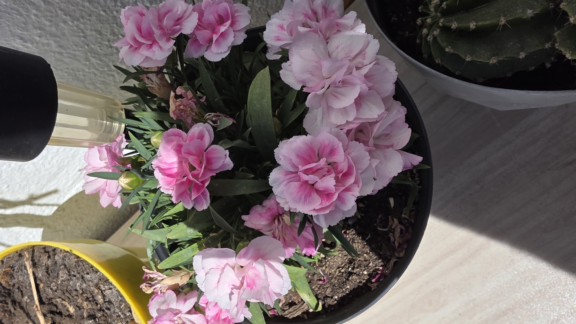 A high-angle shot shows a black flowerpot filled with pink carnations. Some of the flowers are a darker pink, while others are a lighter pink with white edges. The plant is surrounded by green leaves. To the left of the flowerpot is a yellow pot containing dry soil. In the upper right corner of the image is a gray pot containing a cactus. The background is a light-colored surface. A black object with a clear tube is in the upper left corner of the image, casting a shadow on a white wall. There is no indication of the city of Blagoevgrad, Bulgaria in the image.