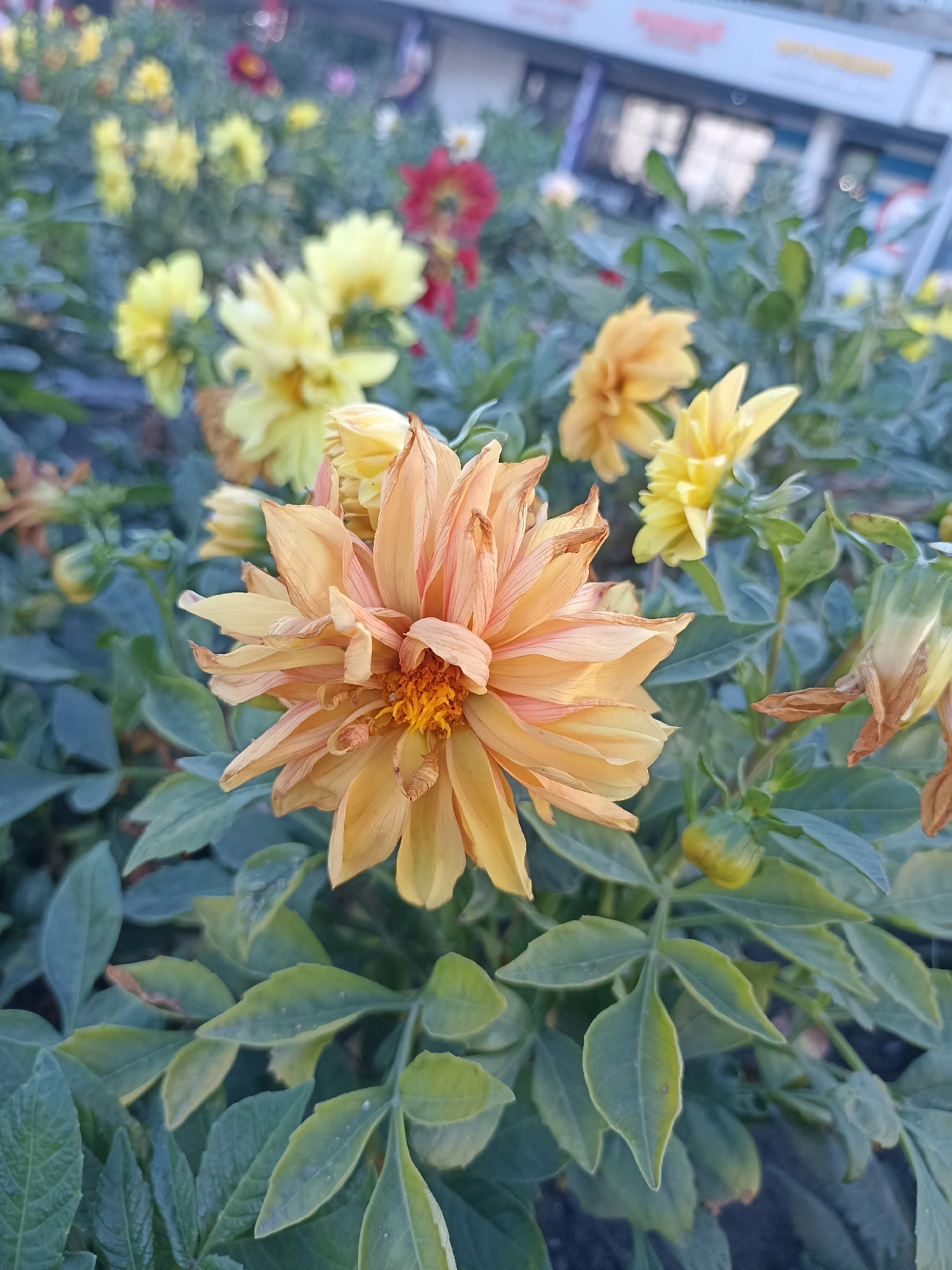 Memory