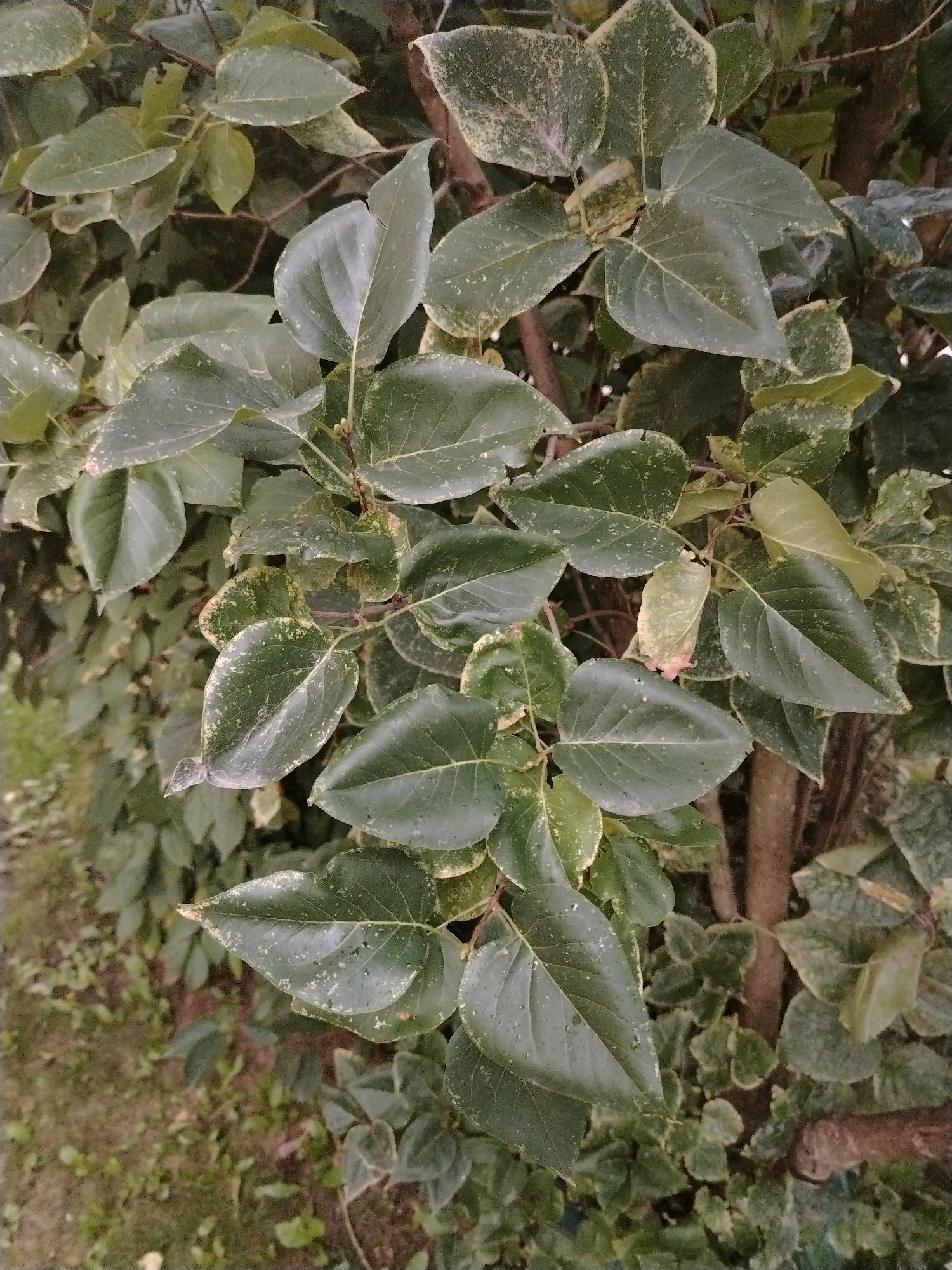 The image displays a close-up of a leafy green bush with some variegated leaves exhibiting yellow and white edges. The leaves are wet, suggesting recent rain or dew. The bush has a thick, woody stem visible in the background. The overall scene is natural and appears to be outdoors, with hints of dry grass and dirt on the ground beneath the bush. There are no people or animals visible in the image. The location is not determinable from the image itself, but if this image was taken in Yaroslavl, Russia, it would be a common sight in a park, garden, or along a street in the city.