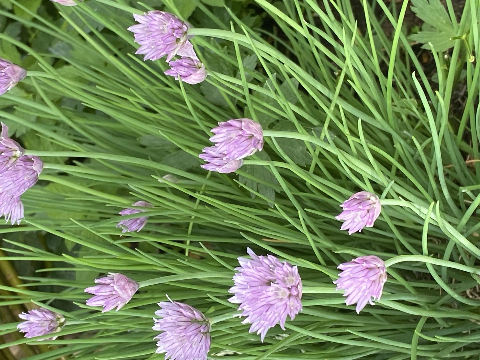 The image shows a close-up view of chives (Allium schoenoprasum) in bloom. The scene is dominated by the long, slender, green leaves of the chive plant, interspersed with spherical flower heads composed of numerous small, lavender-colored petals. The flowers are at various stages of bloom, with some still tightly closed buds and others fully open. The background is a slightly blurred mix of more greenery. The image does not contain any information to determine it was taken in Chaikovsky, Russia.