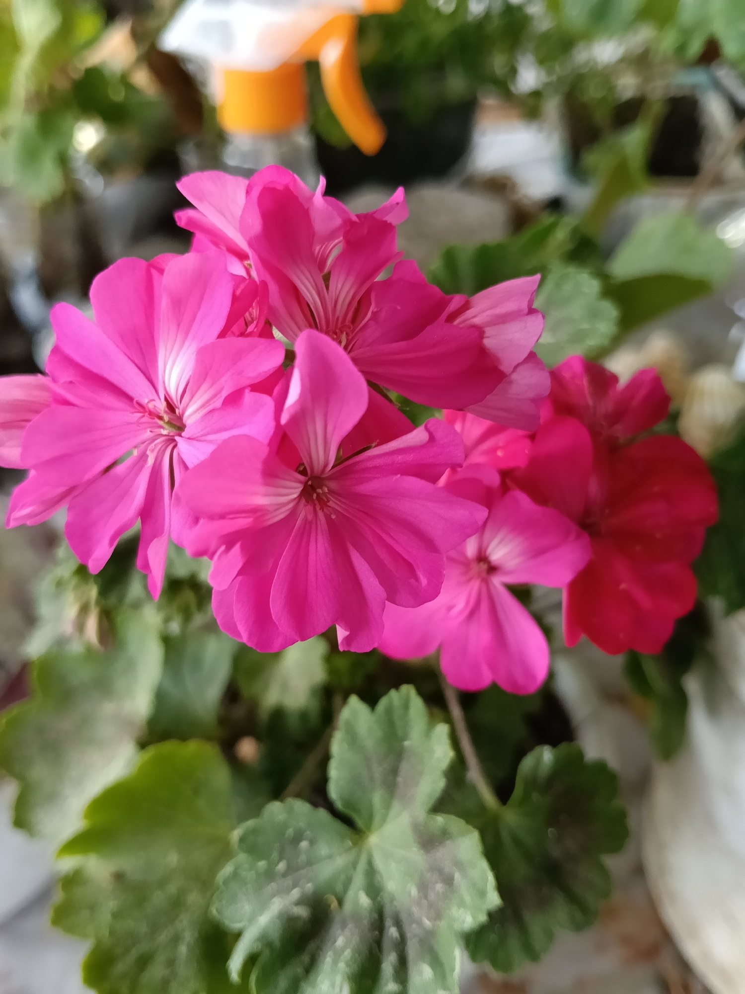 A close-up shot of a cluster of vibrant pink geranium flowers in full bloom. The flowers are densely packed together, with some displaying a slightly deeper red hue. The green leaves of the plant are visible beneath the flowers. An orange and clear plastic spray bottle is visible out of focus in the background. The location is Красный Маяк, Russia.
