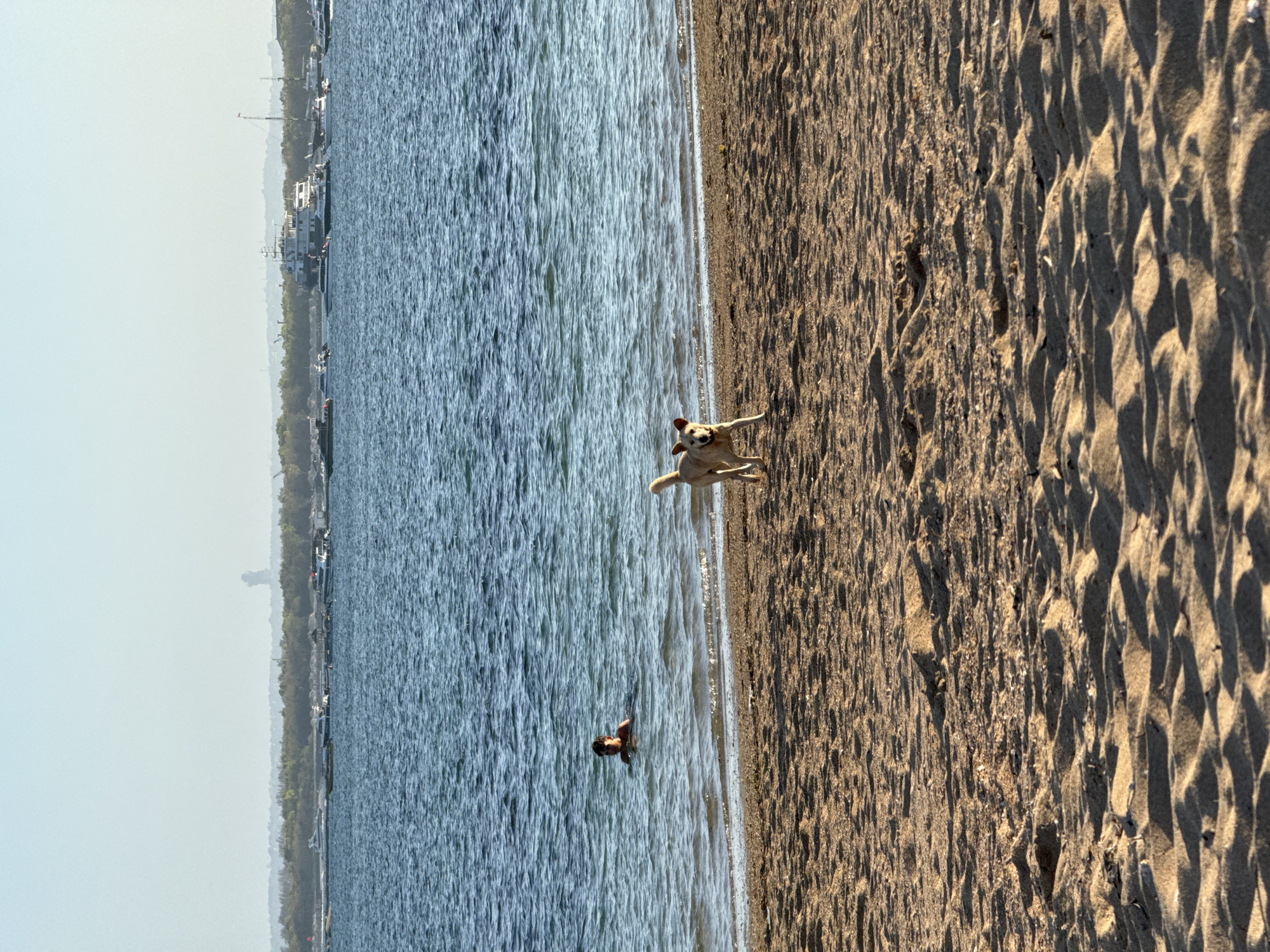 A dog is running on a sandy beach, with a person swimming in the blue ocean behind it. Boats are docked in the background on the horizon. The scene is likely located in Denpasar, Indonesia, known for its beaches and proximity to the ocean.