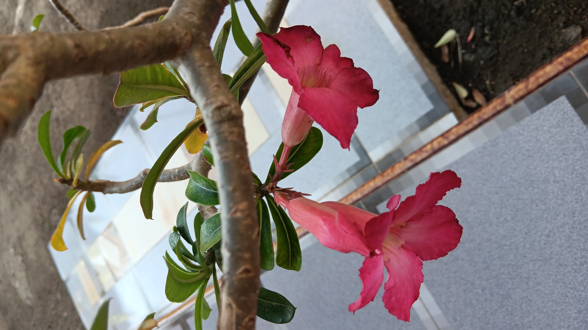 A close-up, vertical shot captures two vibrant pink Adenium flowers hanging from a thick, brown branch. The flowers, with their ruffled petals, are the primary subjects, appearing to be in full bloom. One flower is slightly to the left and lower than the other, which is to the right and higher. They are suspended against a backdrop of blurred gray and white tiled flooring and dark soil. The branch, also in focus, runs horizontally across the upper portion of the image, with several green leaves scattered along it. The lighting suggests an outdoor setting, possibly in a garden or courtyard, in Sonobekel, Indonesia. The overall scene is one of natural beauty, with the focus on the delicate details of the flowers and the sturdy structure of the plant.