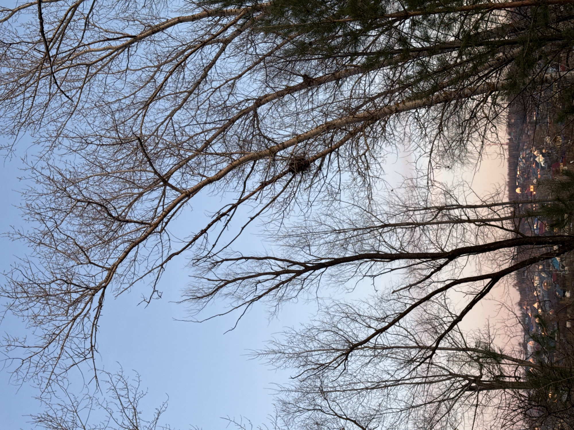 The image captures a serene outdoor scene, looking upwards through a dense canopy of tree branches. The view is dominated by numerous bare, deciduous tree branches that crisscross the frame diagonally, suggesting late autumn, winter, or early spring. Some darker, denser evergreen foliage is also visible towards the upper right and along the right edge of the frame.
In the midground, nestled among the bare branches, a visible bird's nest, a dark, spherical structure made of twigs, is prominent. The sky forms the background, transitioning from a clear, light blue in the upper left to a warmer, pinkish-orange hue towards the lower right, indicative of either dawn or dusk.
Through the gaps in the branches on the right side, a distant settlement or town is visible. It appears as a collection of buildings with numerous small, glowing lights, further reinforcing the impression of early morning or evening. No specific activities are taking place, and there are no people or visible text. The overall atmosphere is quiet and tranquil. The scene depicts a natural landscape overlooking a distant human settlement, consistent with a forest edge near a town like Chaikovsky, Russia.