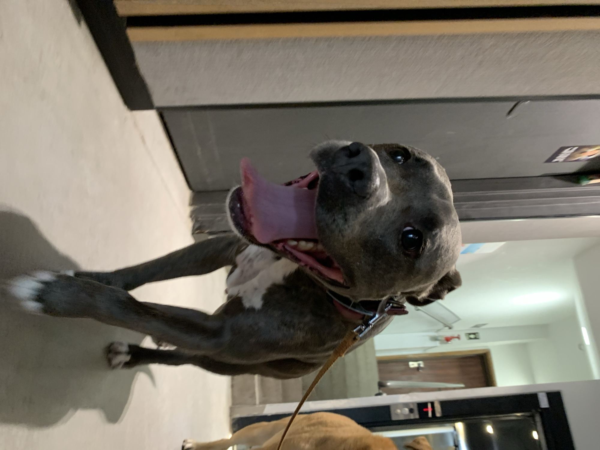 A brindle-colored dog with white paws and a pink tongue is in the foreground. The dog is wearing a collar and leash. In the background, there is a hallway with a door and a dark surface. The location cannot be determined to be Tel Aviv, Israel from the available visual information.