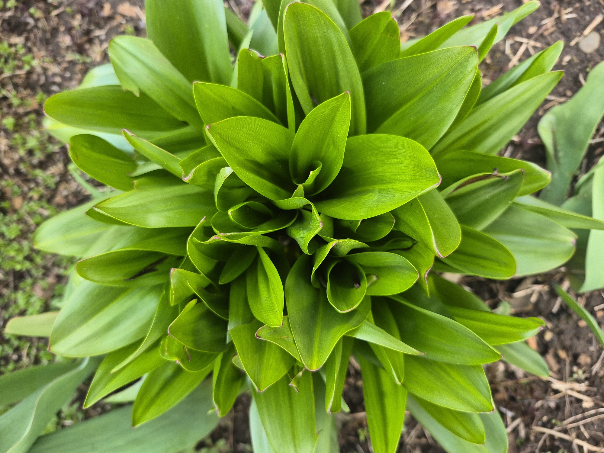The image presents a top-down, close-up view of a vibrant green plant growing outdoors. The primary subject is the dense cluster of broad, glossy leaves, which are a bright, healthy green. Many leaves show a subtle reddish or purplish tint along their edges, particularly at the tips. The leaves are tightly packed, especially towards the center, suggesting new growth or a compact rosette structure.
The plant is situated in dark brown soil, which forms the background. Scattered throughout the soil are small green sprouts and sparse organic debris, such as dried leaves or straw, indicating an outdoor garden or natural setting. The lighting appears bright and natural, consistent with daytime, without casting harsh shadows, suggesting either an overcast sky or diffused light conditions. No specific activity or event is taking place beyond the static depiction of the plant's growth. There is no visible text in the image. This scene is located in Chaikovsky, Russia.