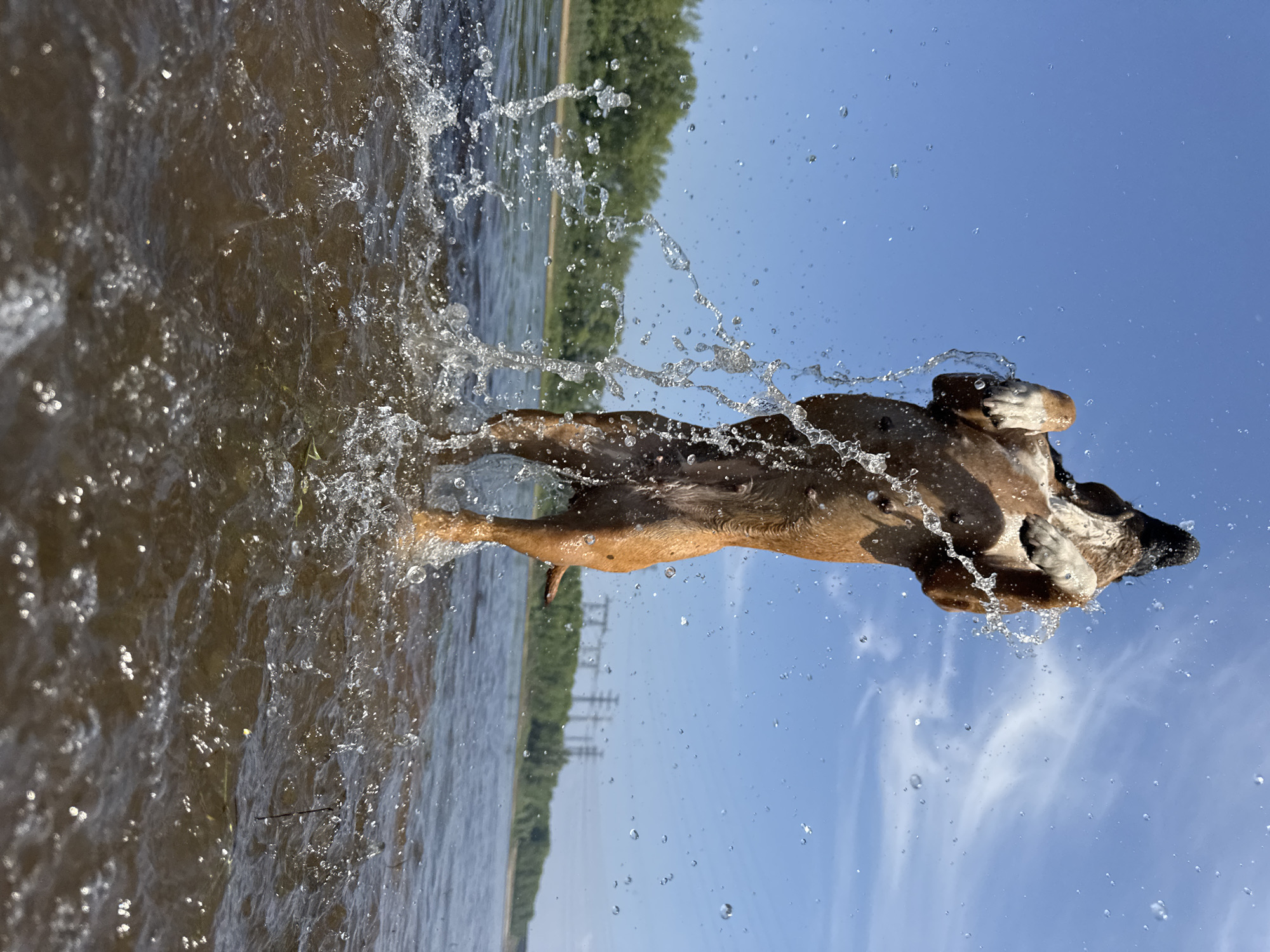 A brown dog is captured mid-air, jumping out of the water in the Kama River, near the city of Chaikovsky, Russia. Water droplets and splashes surround the dog as it arches its back, with its head facing downwards. The background shows a clear blue sky with wispy white clouds, a line of green trees along the riverbank, and distant power lines. The water is a murky brown and appears to be shallow near the bank.
