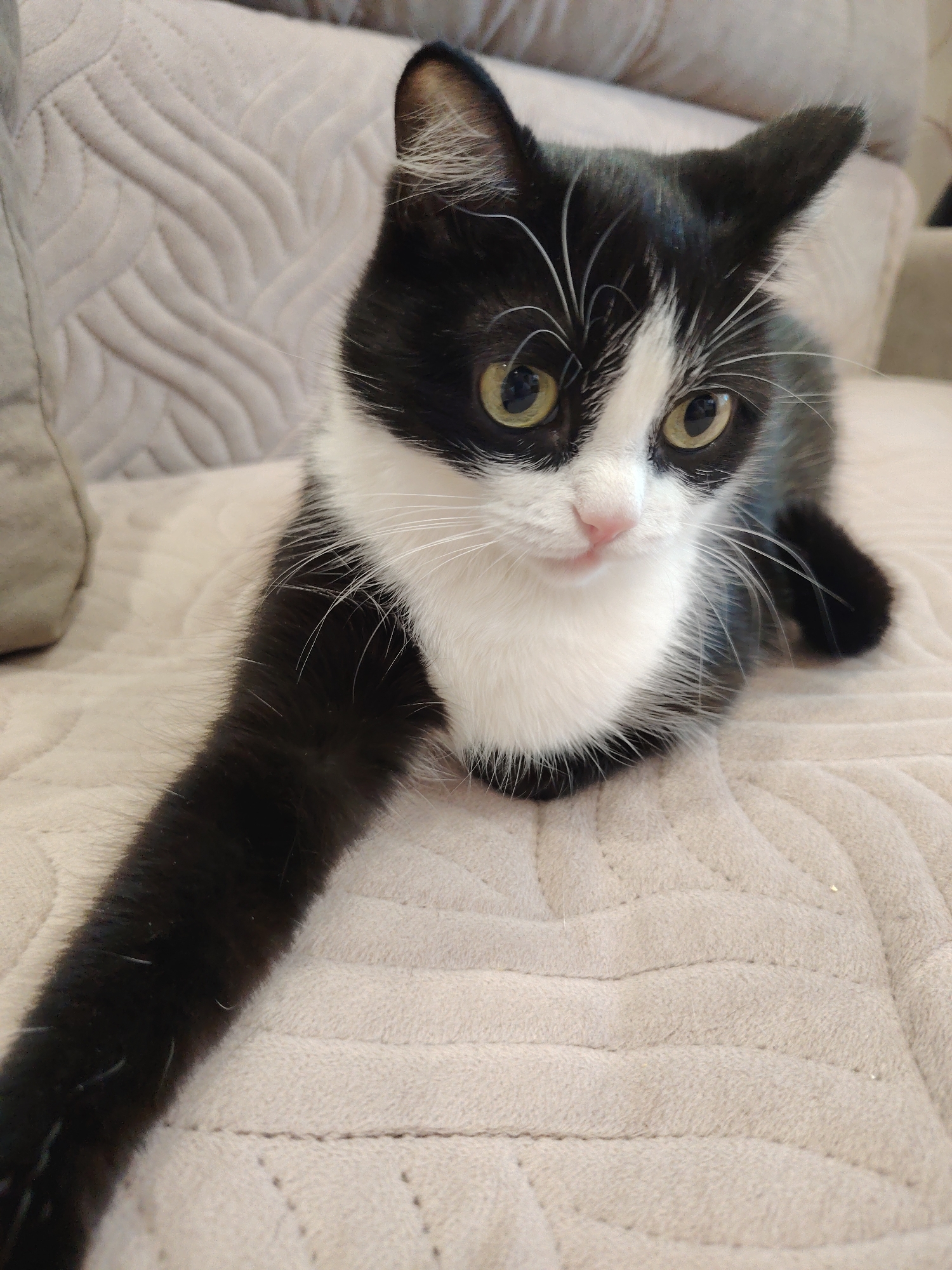A black and white cat is lying on a light-colored, textured surface, possibly a blanket or sofa. The cat is facing the camera with its body angled to the left. Its left paw is extended forward, and its right paw is tucked underneath its body. The cat has yellow eyes, a pink nose, and white whiskers. The background is out of focus but appears to be a similar textured surface. The image is well-lit, and the cat is the clear subject. The location is Unknown, Unknown.