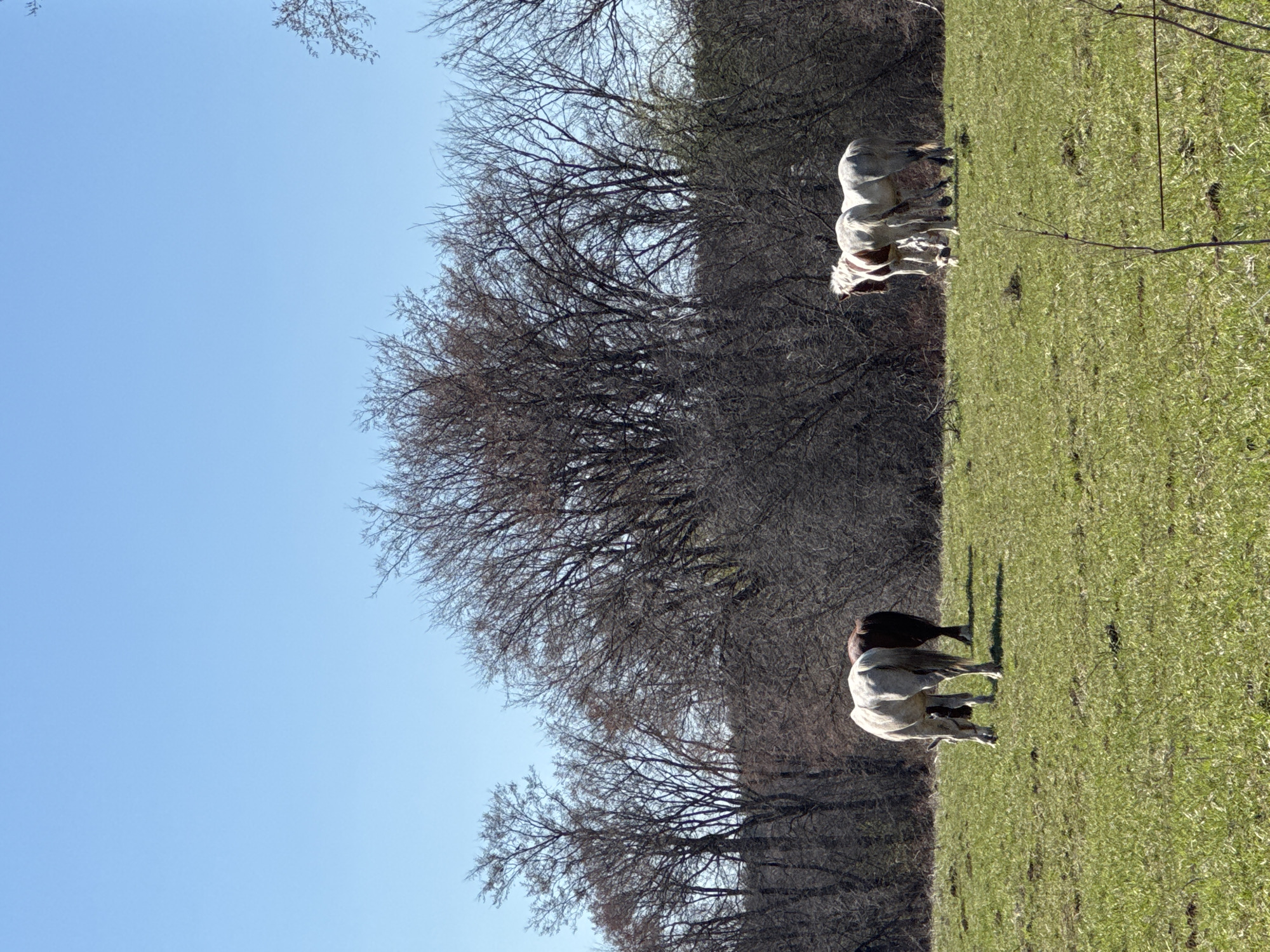 A landscape photograph depicts a verdant field with several horses grazing, bordered by a dense grove of leafless trees under a clear blue sky. The horses are white and brown. The location is uncertain. There is no city in Russia named Noviy.