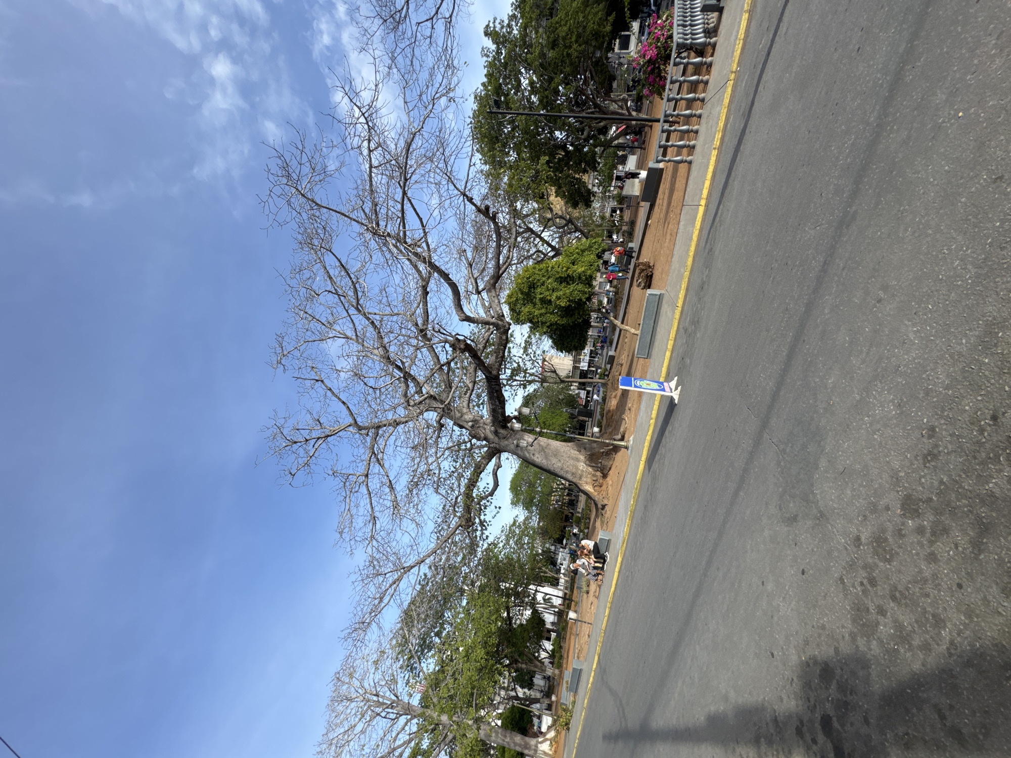 The image shows a wide-angle view of a city park area adjacent to a street in Porlamar, Venezuela. A large, bare-branched tree dominates the center of the frame, its silhouette stark against a bright blue sky with scattered clouds. To the left, another large tree with more foliage is visible. The park area features brown earth, benches, and decorative metal railings. Several people are seated on benches, appearing relaxed, and others are walking in the background. A street, paved with asphalt and marked with a yellow line, runs along the foreground, casting shadows from the trees and light poles. In the distance, buildings are visible behind the trees. A blue and white sign is also present near the street. The overall scene depicts a sunny day in a public urban space.