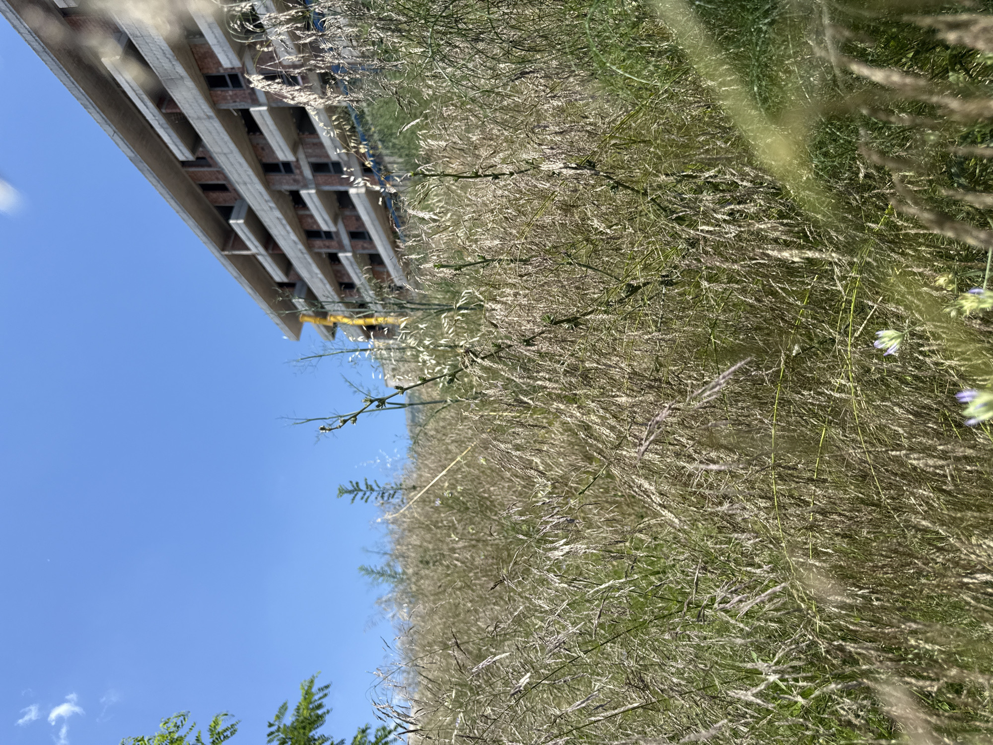 The image depicts an outdoor scene with a focus on a field of dry grass in the foreground, likely in Boreti, Montenegro. In the background, a multi-story building under construction is visible against a clear blue sky. The building appears to be made of concrete and brick, with unfinished balconies and window frames. The dry grass in the foreground is dense and tall, with some lighter-colored plumes and some greener shoots interspersed. There are a few small purple flowers visible among the grass. The overall impression is one of a construction site encroaching on a natural landscape.