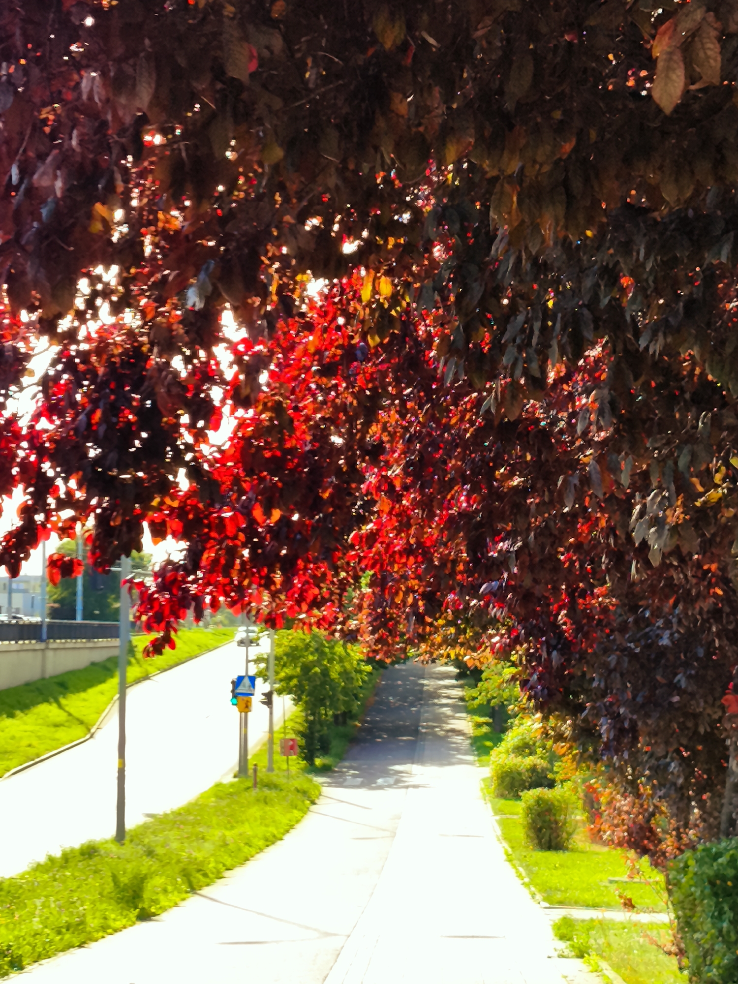 This is a sun-drenched, slightly overexposed medium-angle shot of a tree-lined path in Gdańsk, Poland. The trees' leaves are a vibrant mix of deep red and dark brown, with sunlight filtering through, creating bright highlights. The path, likely a pedestrian walkway or a bike lane, is paved with light-colored material and curves to the right. To the left of the path is a grassy verge, and beyond that, a road with a light-colored barrier. To the right of the path, more of the red and brown trees form a dense canopy. Several streetlights and traffic signals are visible along the path, including a signal showing a green light. The overall impression is of a well-maintained urban green space on a bright day.