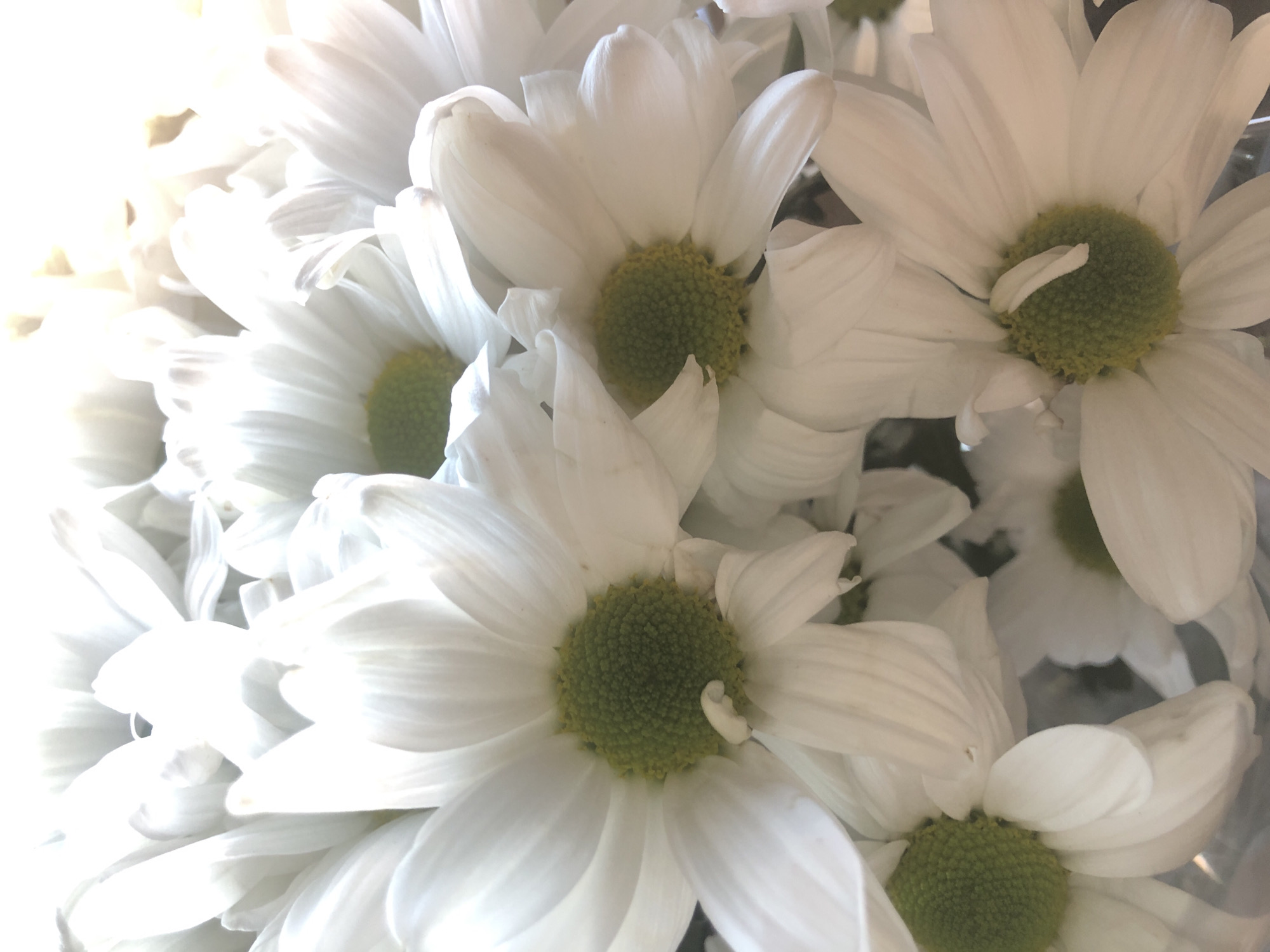 Here's a detailed description of the image:
The image shows a close-up of a cluster of white daisies with vibrant green centers. The petals are long and delicate, radiating outward from the central disk. The flowers are tightly packed together, creating a sense of abundance and fullness. The lighting is bright, with some areas appearing slightly overexposed. The background is out of focus, further emphasizing the flowers as the main subject.