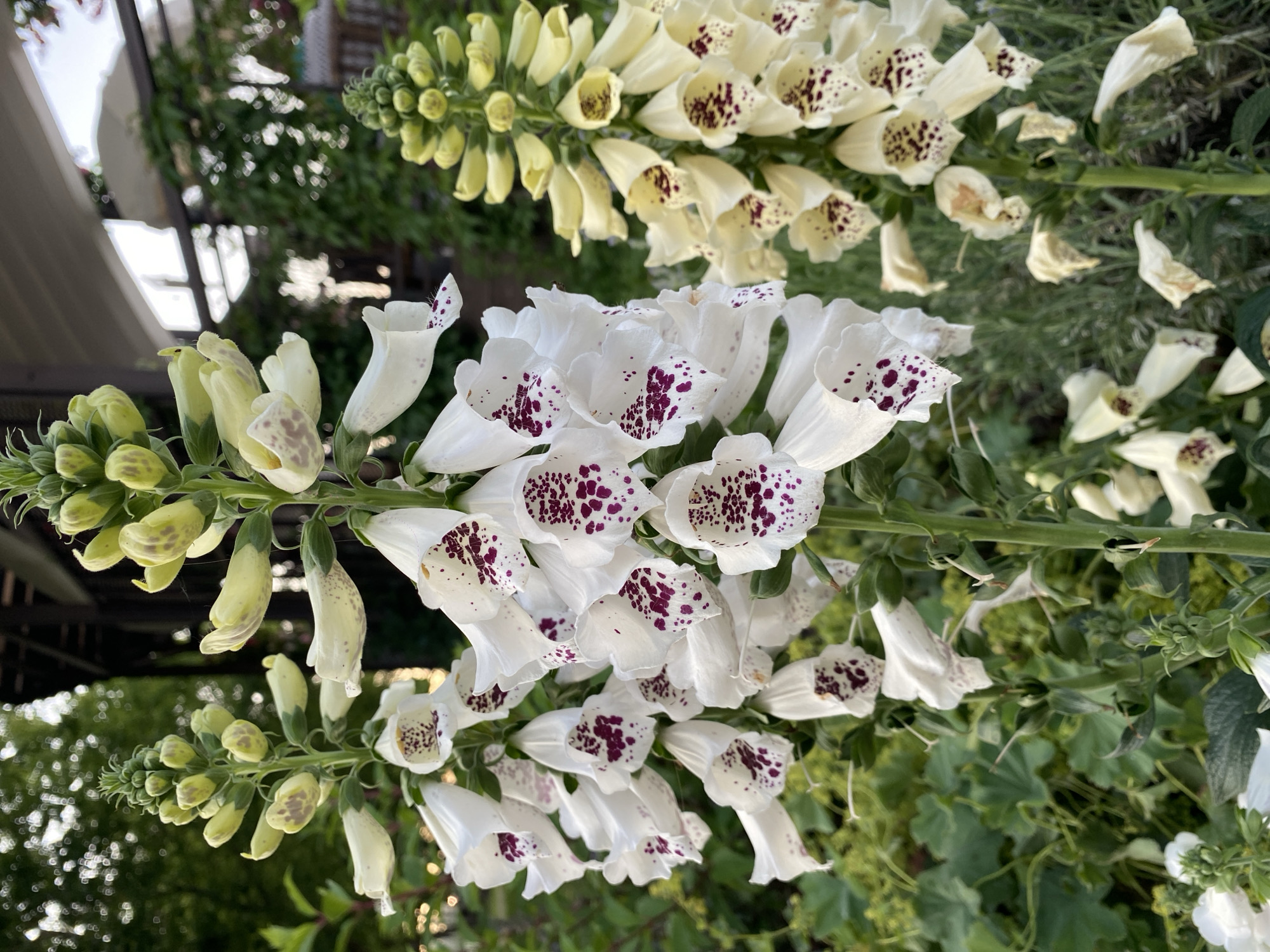 This media file features a close-up, vertical shot of foxglove flowers in a garden setting. The flowers are primarily white and pale yellow, with delicate purple speckles inside their bell-shaped blooms. Several flower stalks are visible, with some flowers fully open and others in bud. The background consists of lush green foliage and hints of natural light, suggesting an outdoor setting bathed in sunlight. The focus is sharply on the flowers, with the background slightly blurred, creating a bokeh effect. The overall mood is serene and natural, highlighting the beauty of the flora. There are no people, objects, or visible text in the frame. The location context is Khimki, Russia. The time of day appears to be daytime, and the weather seems pleasant and sunny, conducive to outdoor gardening.