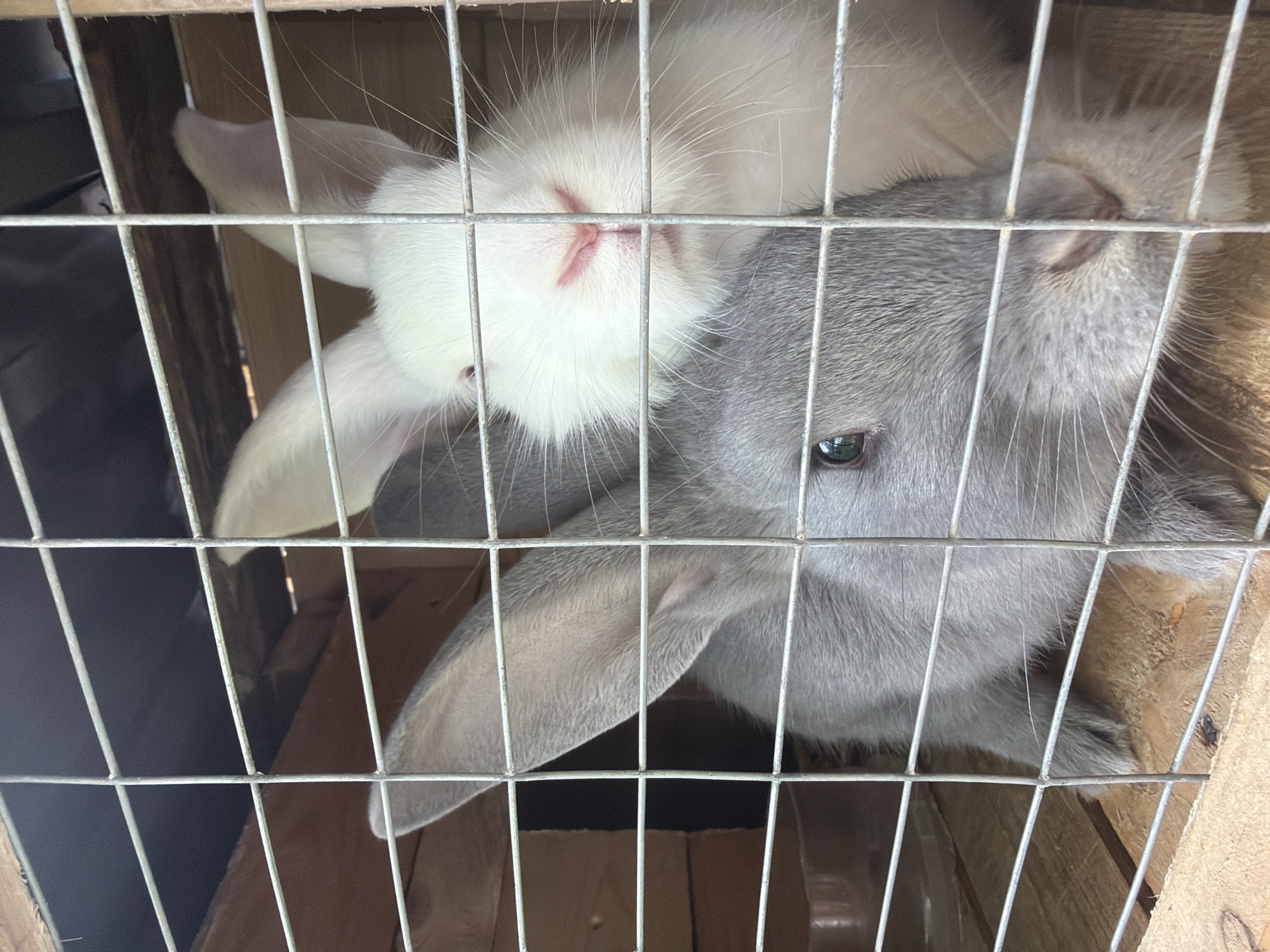 This vertical close-up photograph captures two rabbits, one white and one gray, resting together inside a cage. The cage is constructed from wooden panels and a wire mesh front, which dominates the foreground of the image. The white rabbit is positioned on top or slightly in front of the gray rabbit, with its pink nose and prominent whiskers clearly visible through the wire bars. Its eyes are mostly obscured. The gray rabbit's head is visible beneath the white rabbit, with its left eye open and looking directly towards the viewer. Its gray fur appears dense and healthy.
The rabbits seem calm and are huddled together. The lighting suggests it is daytime, possibly in an indoor setting or a shaded outdoor area, as there are no harsh shadows. The wooden elements of the cage, along with the simple wire mesh, imply a functional enclosure typical of a farm or backyard environment. There is no visible text in the image. The scene depicts a quiet moment between the two rabbits within their enclosure.