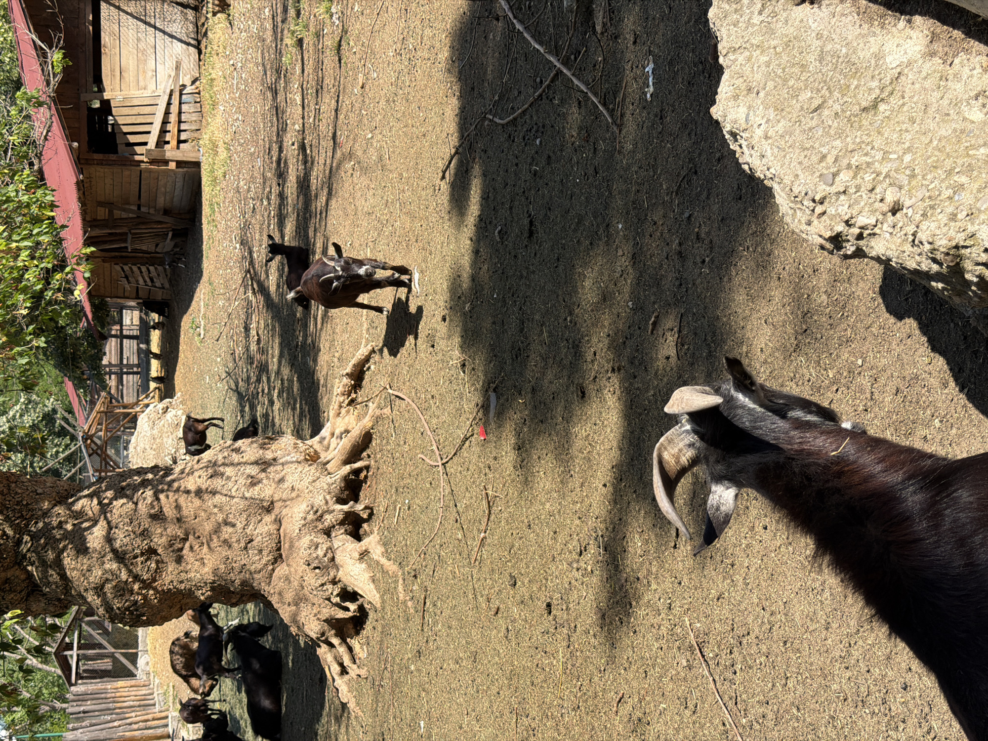 The image depicts an outdoor enclosure, likely a farm or petting zoo, with several goats visible. In the foreground, a dark-colored goat with curved horns is positioned to the left, its head turned to the right. Further into the enclosure, a younger dark-colored goat is walking away from the viewer, its hindquarters and tail visible. The ground is covered in dry grass and dirt, with scattered twigs and branches. A large, gnarled tree trunk dominates the left-center of the frame, casting shadows on the ground. In the background, wooden structures with red roofs suggest shelters or barns. The environment appears sunny and dry. The image does not provide information about a specific location in Pazardzhik, Bulgaria.