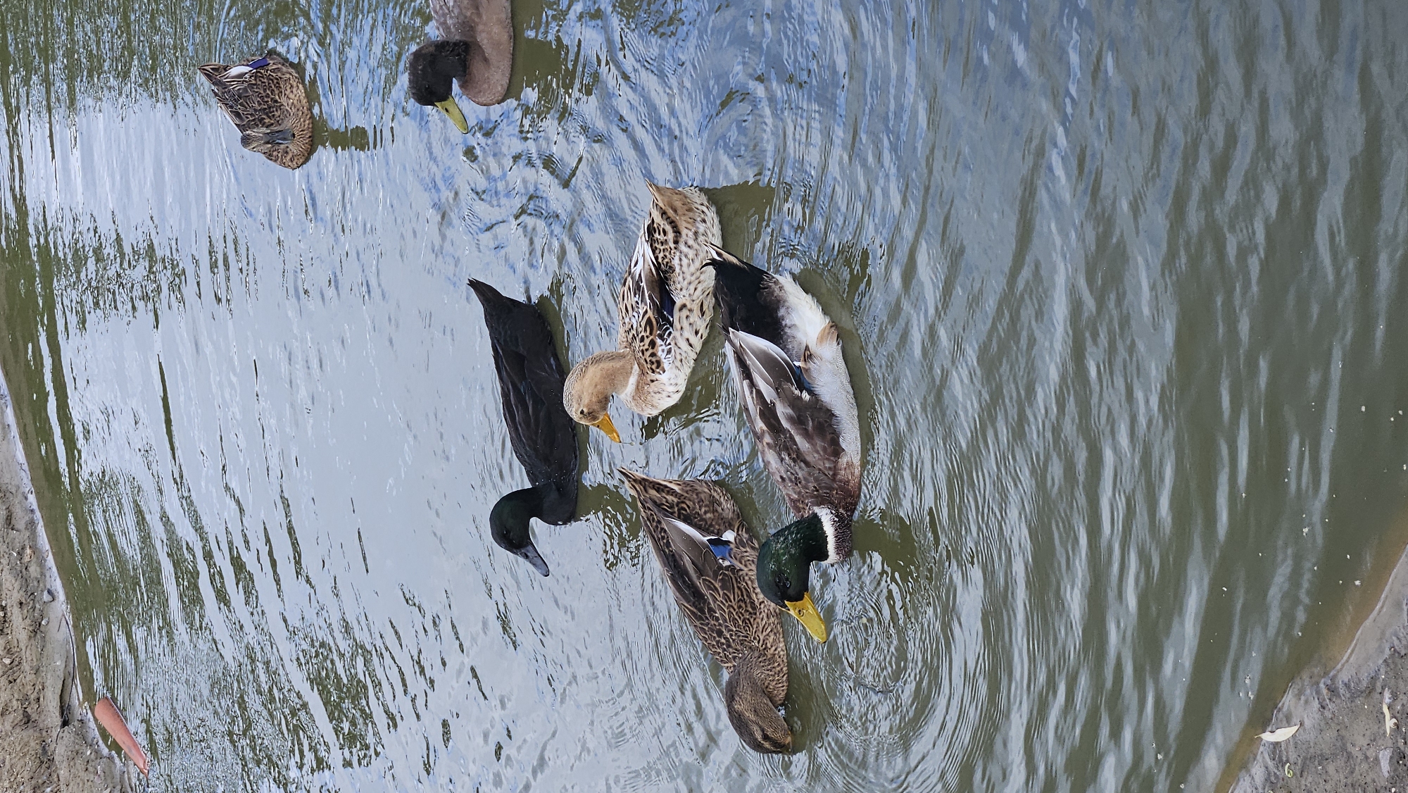 The image depicts a body of water, likely a pond or slow-moving stream, with several ducks swimming. The water is a murky green-brown color, with ripples indicating movement. The bank on the left side of the frame is composed of dirt and sand.
There are at least six ducks visible in the water.
- A dark-colored duck with a black body and beak is in the upper-left quadrant.
- A brown and white speckled duck is in the upper-middle section of the image, facing slightly to the left.
- A dark brown duck with a yellow beak is in the upper-right quadrant, facing towards the right.
- A dark-colored duck with a lighter brown underside and a distinct green head and yellow beak is in the lower-middle section of the image, facing left.
- Another brown and white speckled duck is swimming to the right of the green-headed duck.
- A dark brown duck is partially visible in the lower-left corner, with its tail feathers showing.
A long, orange, cone-shaped object is partially submerged in the water near the left bank, in the upper-left quadrant. The scene appears to be in a natural or semi-natural environment, possibly a park or a rural area. The sky is overcast, as reflected in the water's surface. This scene is located in Kākciems, Latvia.