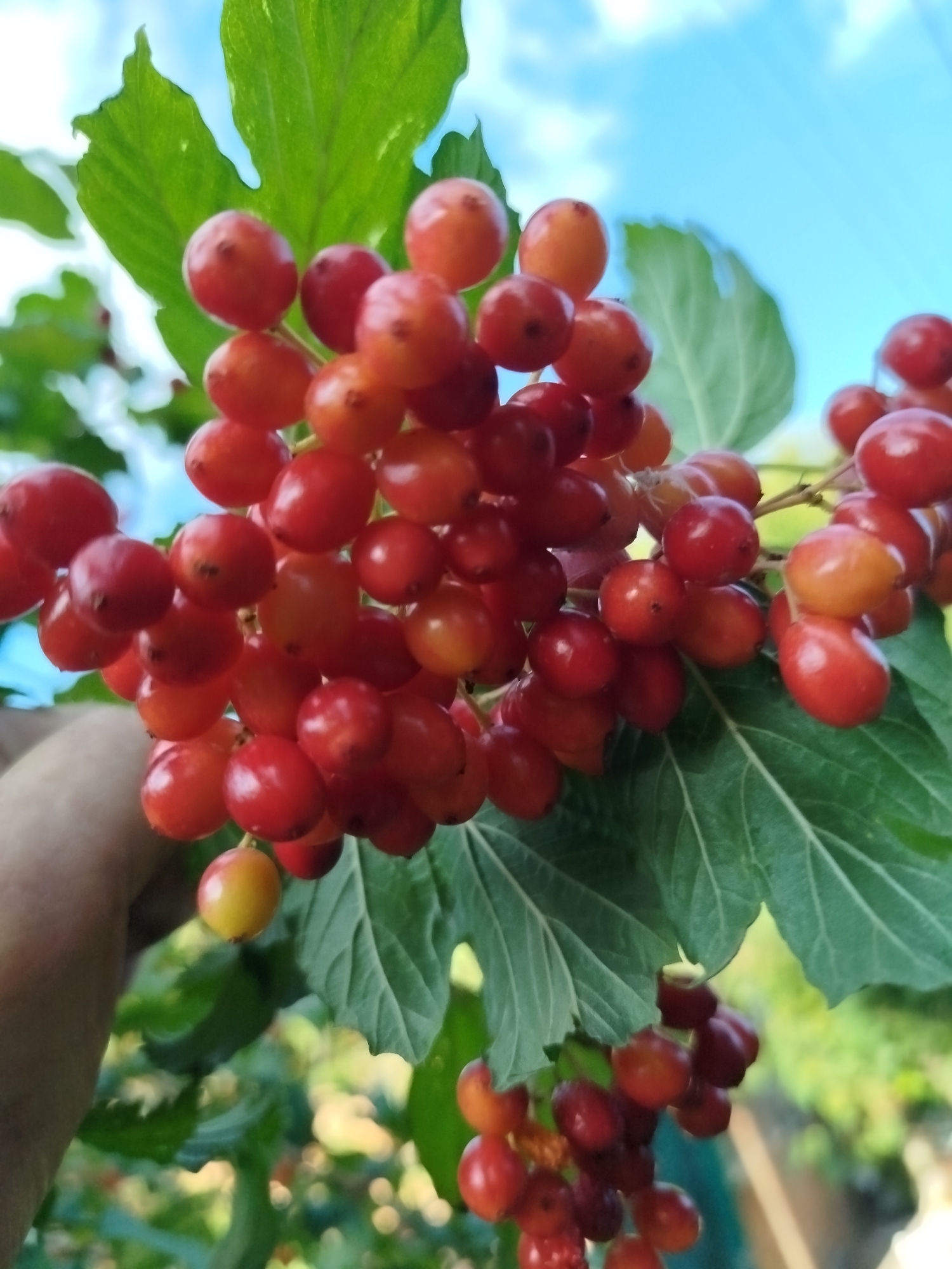 A close-up, low-angle shot focuses on a cluster of ripe, red-orange berries growing on a plant. The berries are round and plump, with some showing a glossy sheen and others appearing slightly duller. They are attached to thin stems, forming a dense bunch. Large, vibrant green leaves with visible veins surround and partially obscure the berries. In the upper portion of the image, a bright blue sky with soft white clouds is visible. The lower portion of the image shows a blurred background of green foliage and out-of-focus bokeh lights, suggesting an outdoor setting with sunlight. A person's forearm and hand, lightly tanned and with visible skin texture, are partially visible on the left side, appearing to be near the berries. The context provided indicates this scene is located in Zastavna, Ukraine.