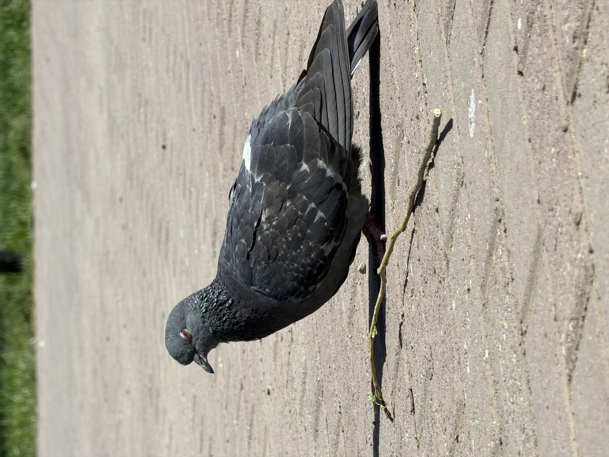 The image shows a pigeon on a concrete surface, possibly a sidewalk or pavement. The pigeon is gray with iridescent feathers on its neck and white markings on its wings. It is positioned near a thin, brown twig with small green buds. The background includes a patch of green grass. The location in the city of Chaikovsky, Russia, is not discernible from the image.