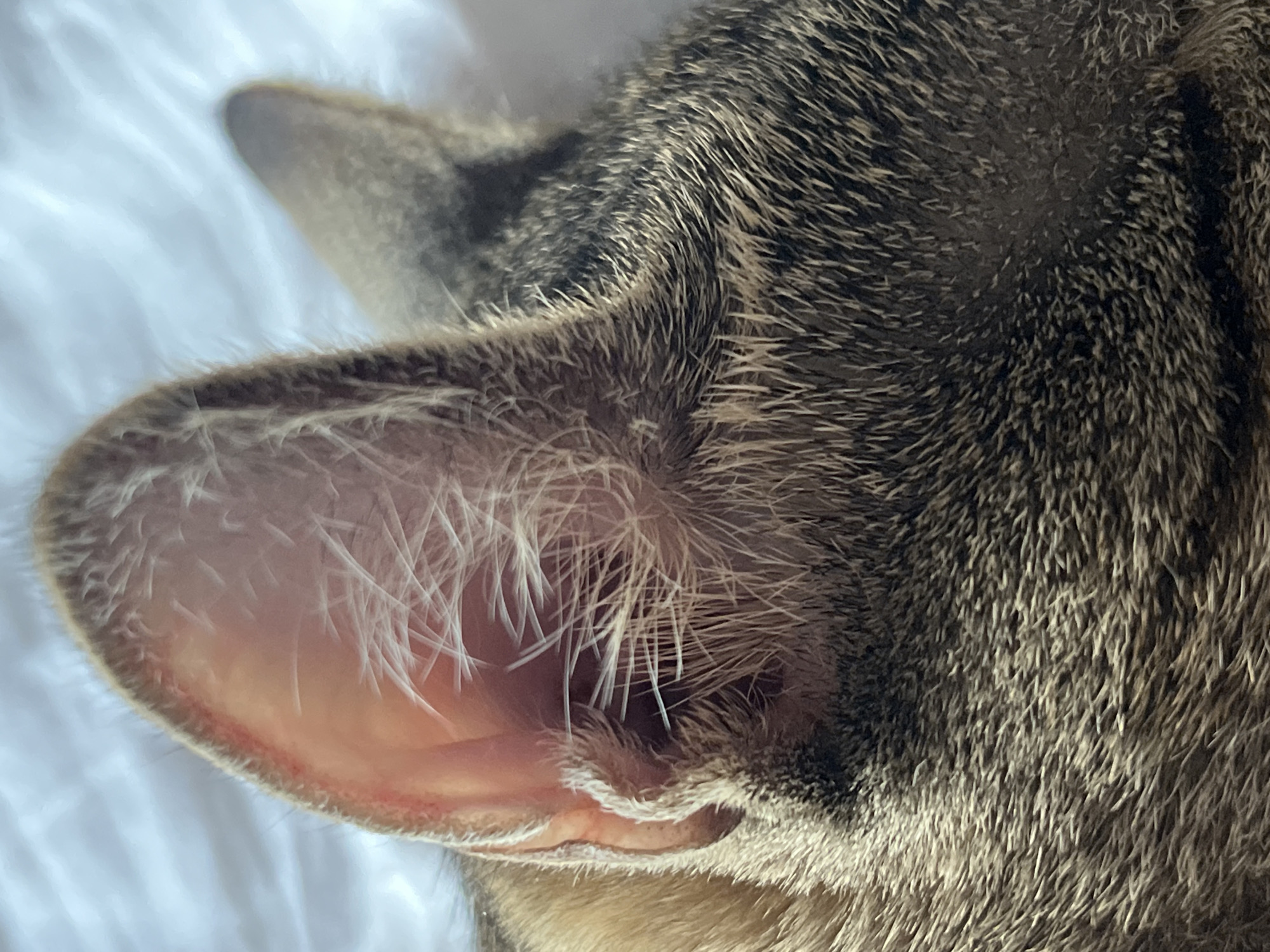 A close-up, eye-level shot focuses on the left ear of a domestic cat. The cat's fur is a mix of brown, black, and grey tabby markings. The inner ear is visible, showing delicate pink skin and fine white hairs. The ear is positioned upright. The background is blurred and appears to be a soft white surface, possibly bedding, with diffused light creating a bright, almost blown-out effect. No other subjects or objects are discernible. The scene depicts a sleeping or resting cat's ear. The location is not specified in the image itself or the provided crops, and therefore Budva, Montenegro cannot be confirmed.