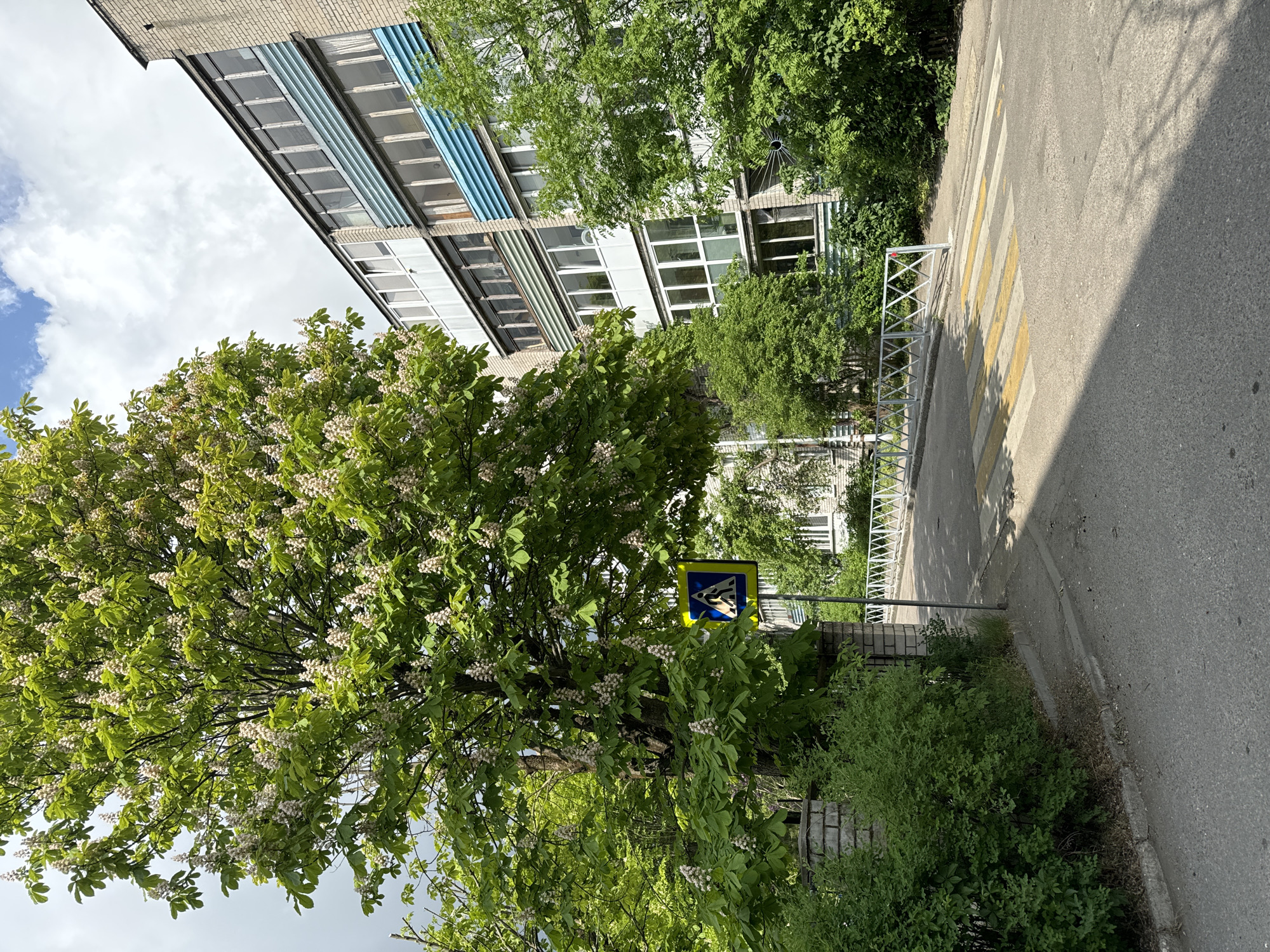 The scene is an outdoor shot in an urban area. A pedestrian crossing sign stands near a zebra crossing on the street. A blooming tree obscures part of the building in the background, which has a facade of alternating rows of white and blue windows. Green foliage is abundant along the sidewalk, adding a natural element to the city environment. The photograph appears to be taken on a bright day.