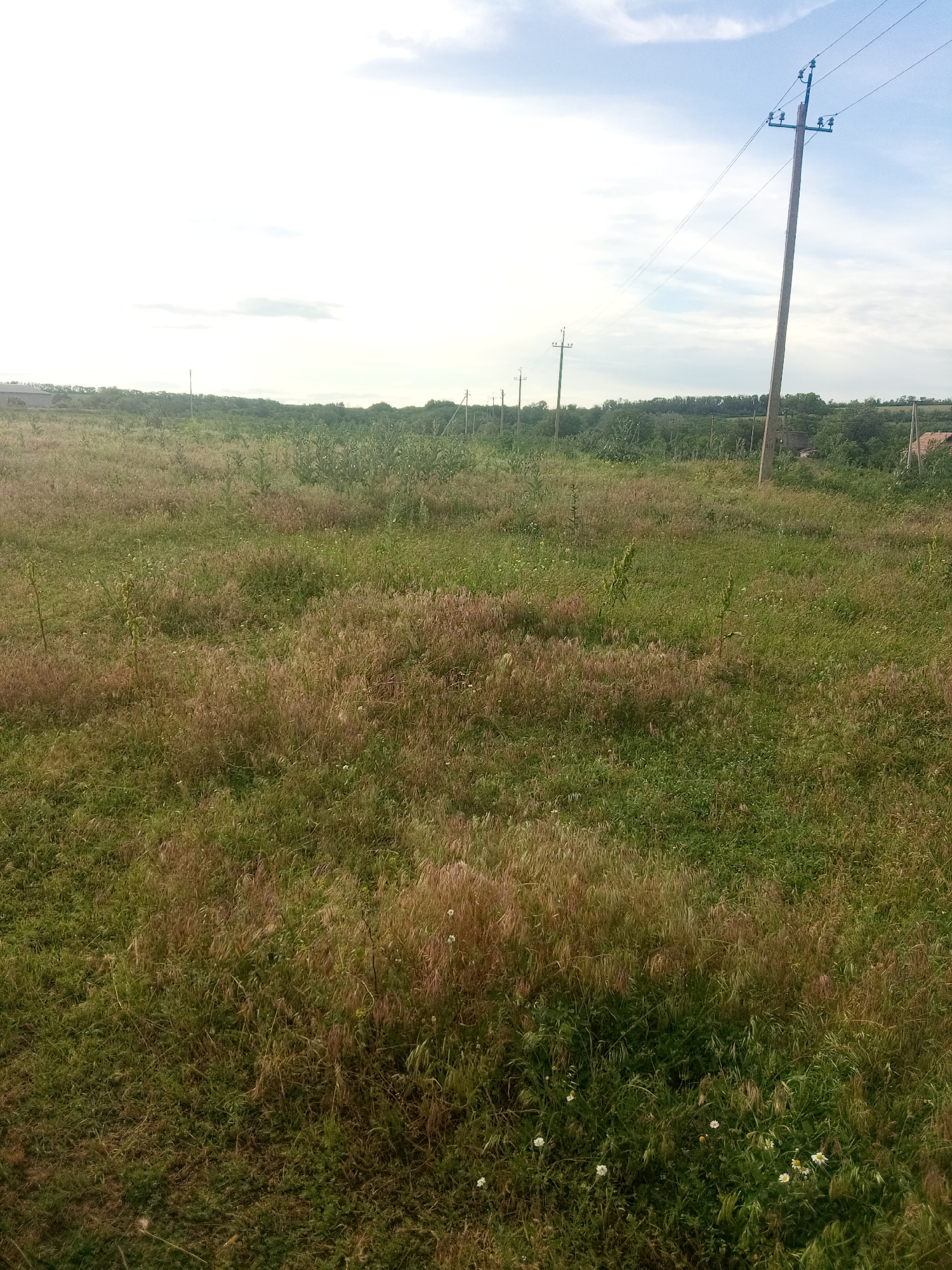 The image captures a wide, undeveloped grassy field under a bright sky with scattered clouds. The field is covered in a mix of green and dry grasses, with some taller weeds and small white flowers visible throughout. In the background, a line of trees forms a dense horizon, with a few scattered buildings and utility poles interspersed. The utility poles, made of concrete, are a prominent feature, stretching across the landscape, suggesting the presence of electrical infrastructure in or near the city of Zelenyi Hai, Ukraine. The overall impression is of a rural or semi-rural environment, possibly on the outskirts of a settlement, with signs of human activity in the form of utility poles and distant structures.