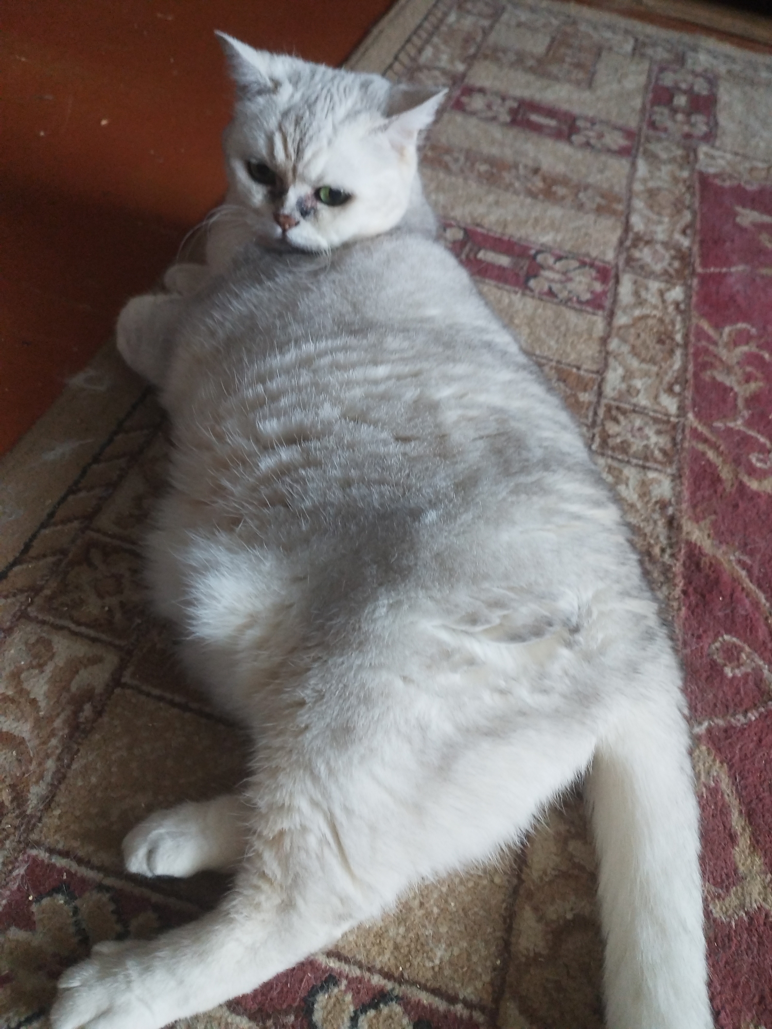 A white and gray cat is lying on a patterned rug. The cat's fur is fluffy and appears to be short to medium length. Its eyes are partially closed and it has a light gray nose. The cat is positioned on its side, with its head turned to the left. The rug has a reddish-brown and beige pattern. The background is blurred, but appears to be a wooden surface on the left and the continuation of the rug on the right. The lighting is dim, casting shadows on the rug.