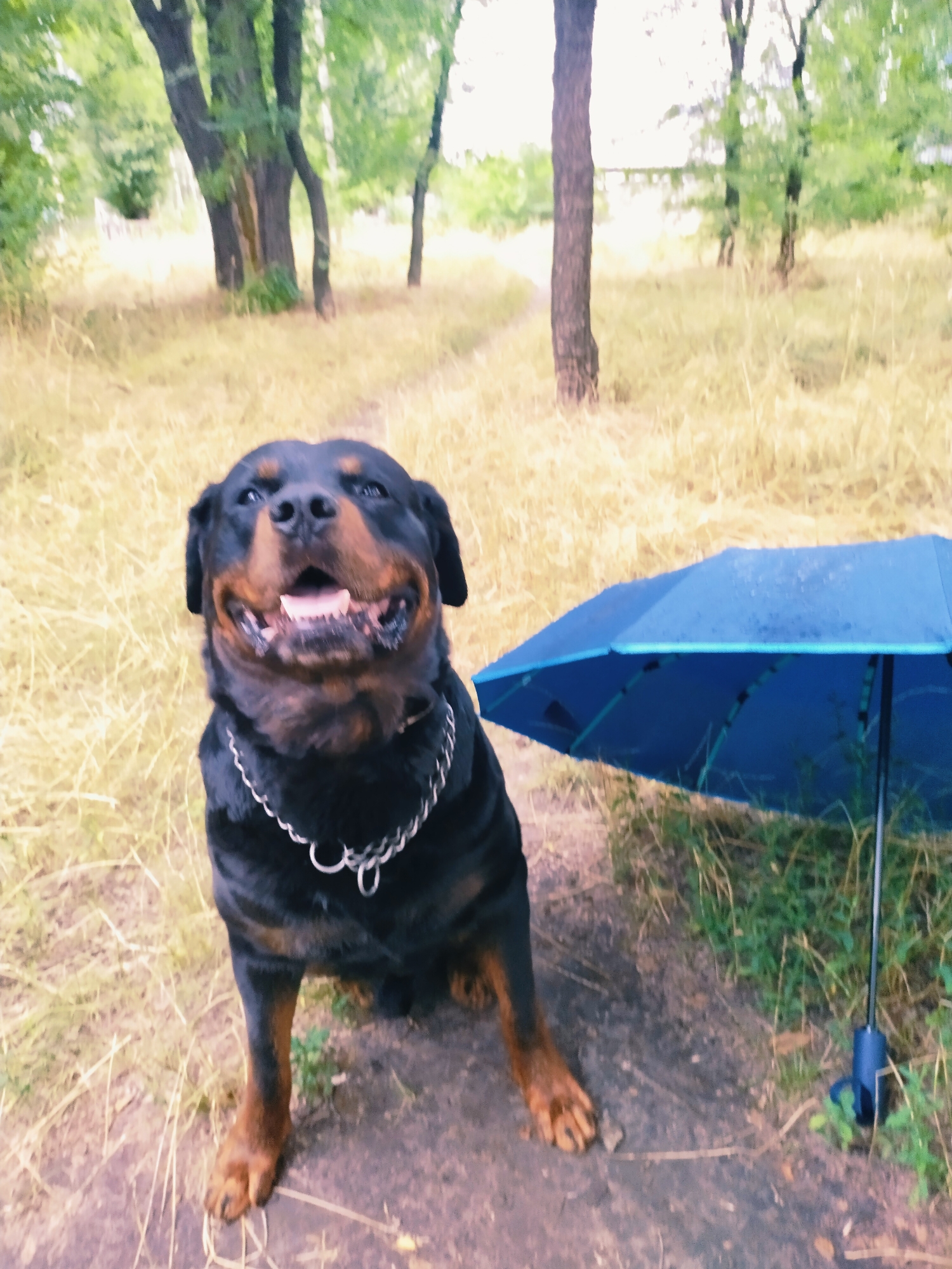 A Rottweiler dog with a silver chain collar sits on a dirt path next to a closed blue umbrella. The dog is looking up at the camera with its mouth open and tongue visible. The background is a grassy field with several trees and a path winding through it. The scene appears to be outdoors in a park or wooded area. The location is not specified.