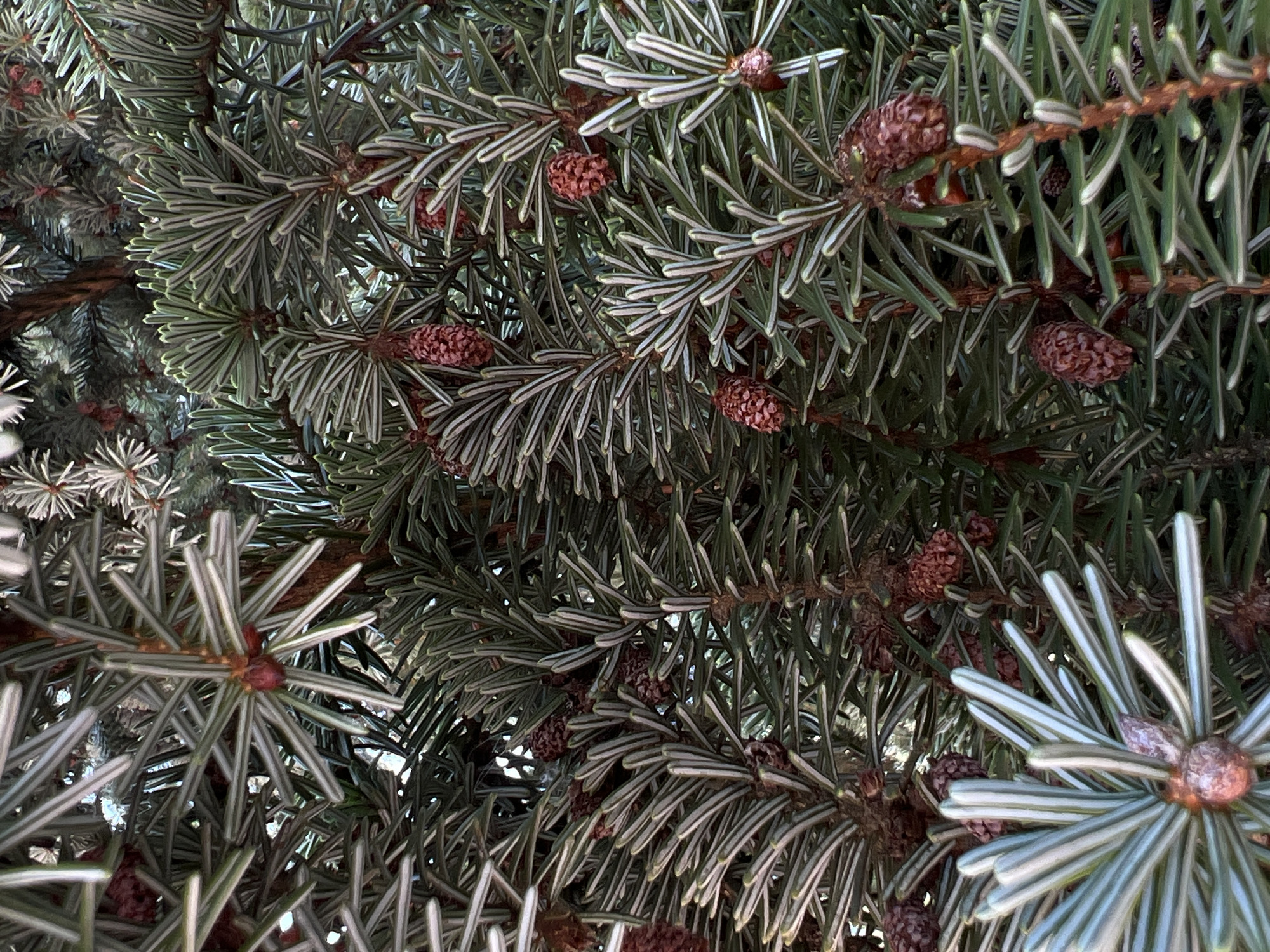 The image shows a close-up of a spruce tree with many needles and small, reddish-brown cones. The needles are green with a silvery-blue hue, and they are arranged densely around the branches. The cones are elongated and have a rough texture. The lighting suggests it is daytime, but no specific time of day is evident. There are no people or animals visible in the image. The background is a blur of green and brown, indicating more of the tree's foliage. The image does not provide any information about the specific location in the city of Lublin, Poland.