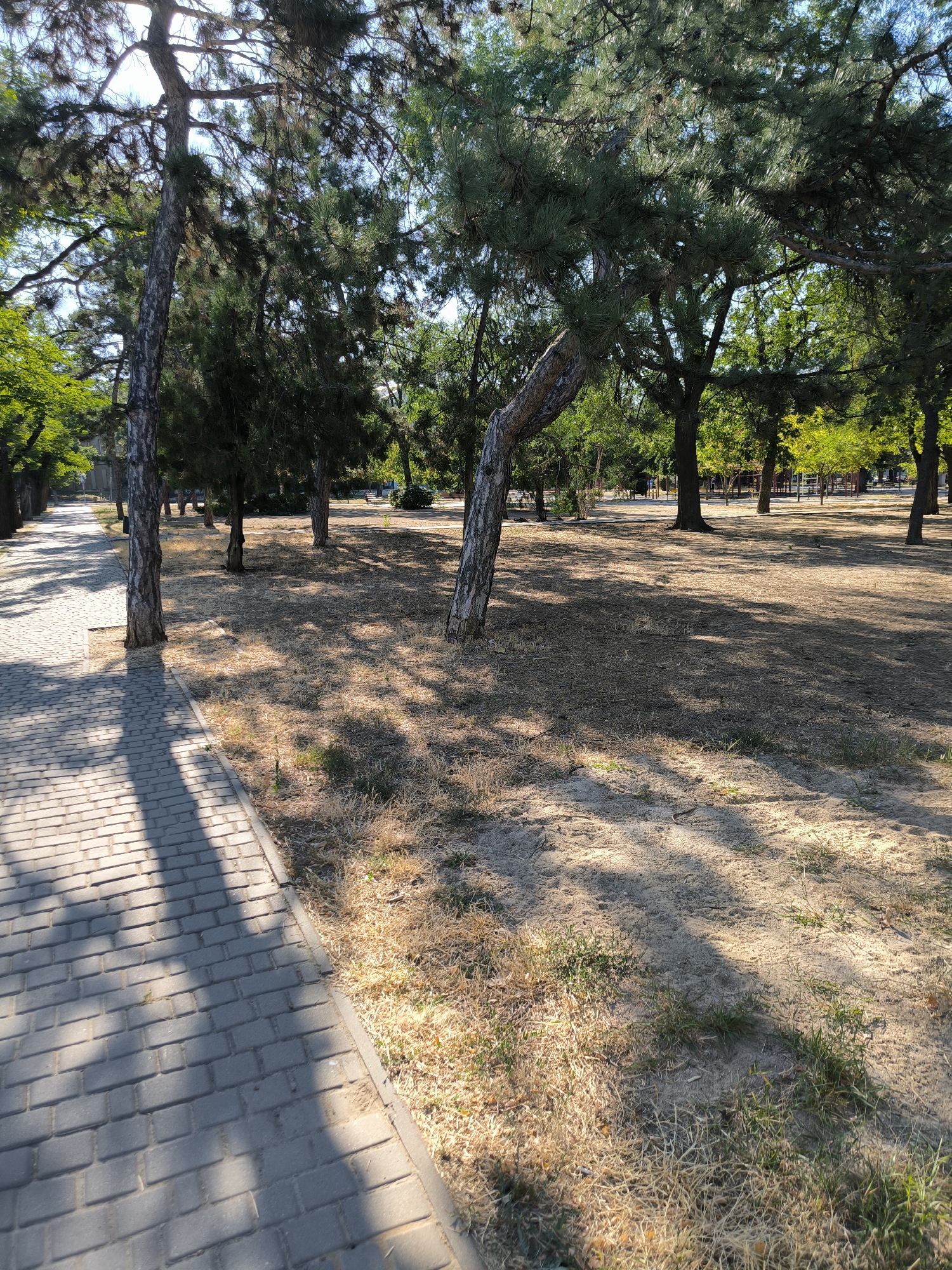 The image depicts a paved walkway running alongside a dry, grassy area with scattered trees. The walkway, made of gray rectangular pavers, casts a shadow diagonally across its surface. The grassy area features sparse, dry vegetation and is dotted with the trunks of several mature trees, some of which are pine trees with dark green needles. The background shows more trees and a hint of a fence or structure in the distance. The scene appears to be a park or a recreational area within the city of Mykolaiv, Ukraine, given the context provided. The lighting suggests it is daytime, with sunlight filtering through the trees and creating dappled shadows on the ground. No people are visible in the image.