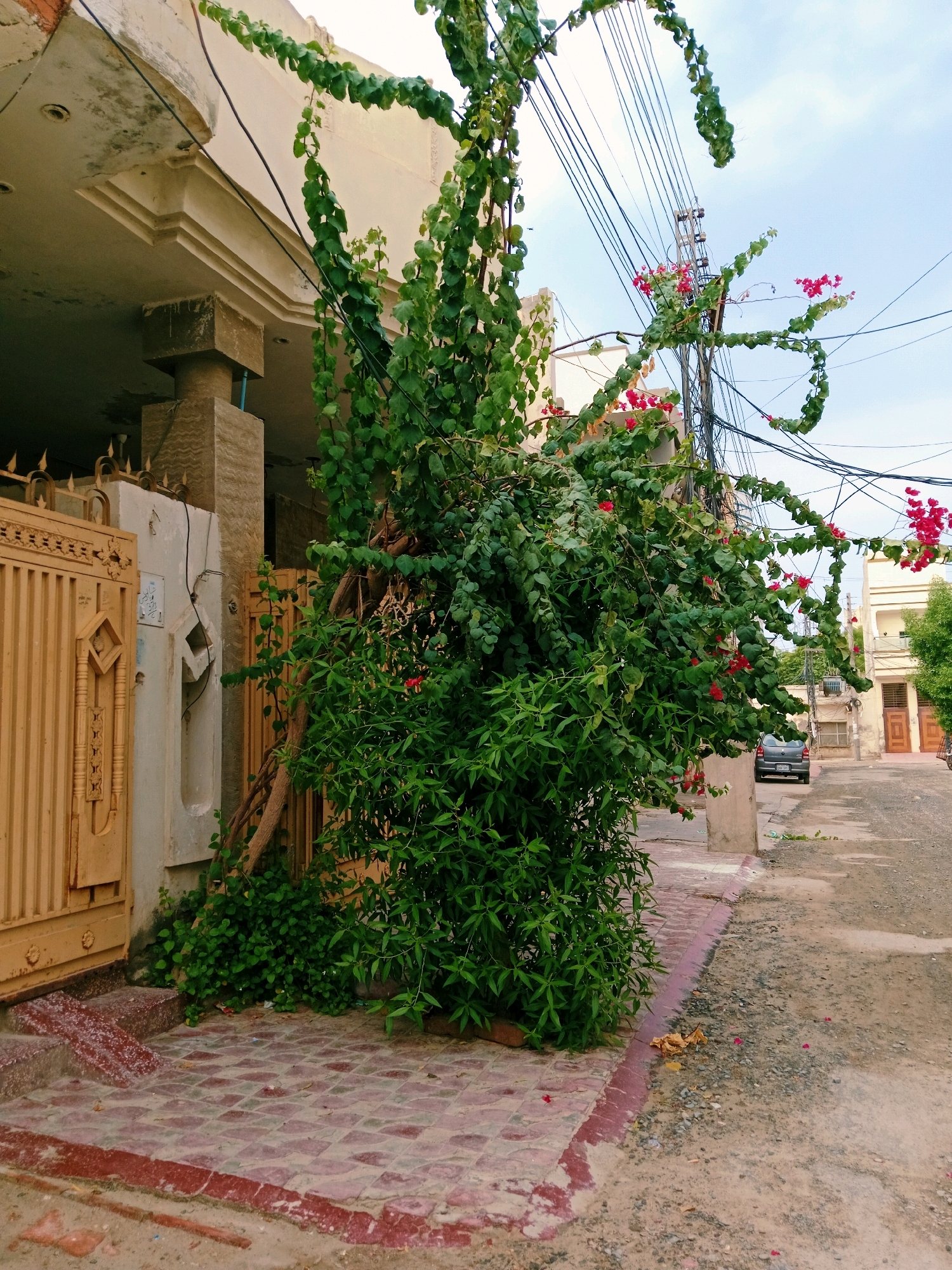A lush green plant with red flowers is growing in front of a building with a yellow gate and a concrete pillar. The plant is partially obscuring the gate and has grown up around a utility pole covered in wires. In the background, there is a street with a car parked and another building. The scene appears to be in an urban or semi-urban area, possibly in Bahawalpur City Tehsil, Pakistan, given the architecture and the presence of overhead wires. The ground in front of the building is paved with red and grey tiles, and the street is made of gravel and dirt. The sky is overcast, suggesting a cloudy day.