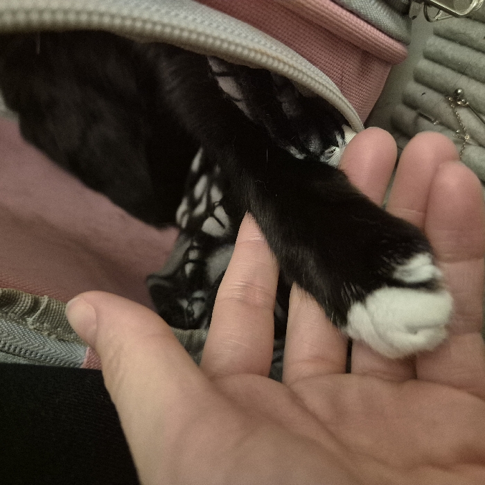 A close-up, high-angle indoor photograph depicts a human hand interacting with a cat's paw. The light-skinned human hand gently holds the front paw of a domestic cat, which is primarily black-furred with distinct white fur covering the distal portions of its digits. The cat's black fur and a portion of its body are visible, recessed within what appears to be a soft-sided pet carrier or bag. This carrier features an internal pink fabric lining and an external light grey or beige zippered seam. Inside the carrier, a dark fabric with a light-colored, possibly geometric, pattern is visible. The blurred foreground shows a textured surface, potentially a felt tray, with small metallic objects, consistent with an indoor environment. The specific location in Strasbourg, France, cannot be determined from the visual information provided in the image.