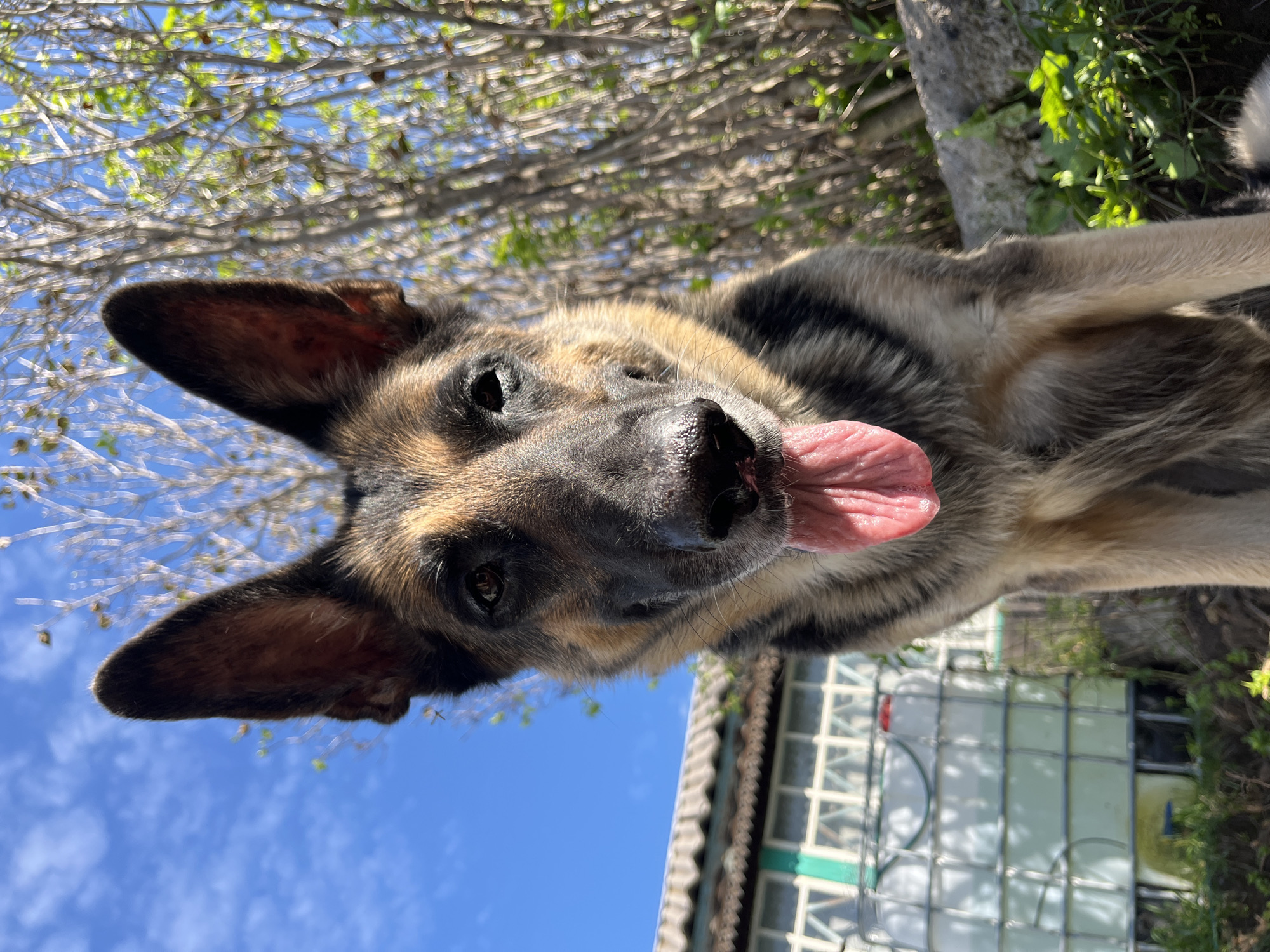 An extreme low-angle medium shot captures a German Shepherd dog with its head tilted up towards the camera, panting with its pink tongue extended. The dog's dark brown eyes are open, and its large, pointed ears stand erect against a bright blue sky. In the background, bare tree branches with sparse green leaves create a textured silhouette. To the left, a partially visible building with a corrugated roof and white-paneled walls is evident, featuring large white water tanks. Green foliage and rocks fill the foreground. The image is taken outdoors on a sunny day.