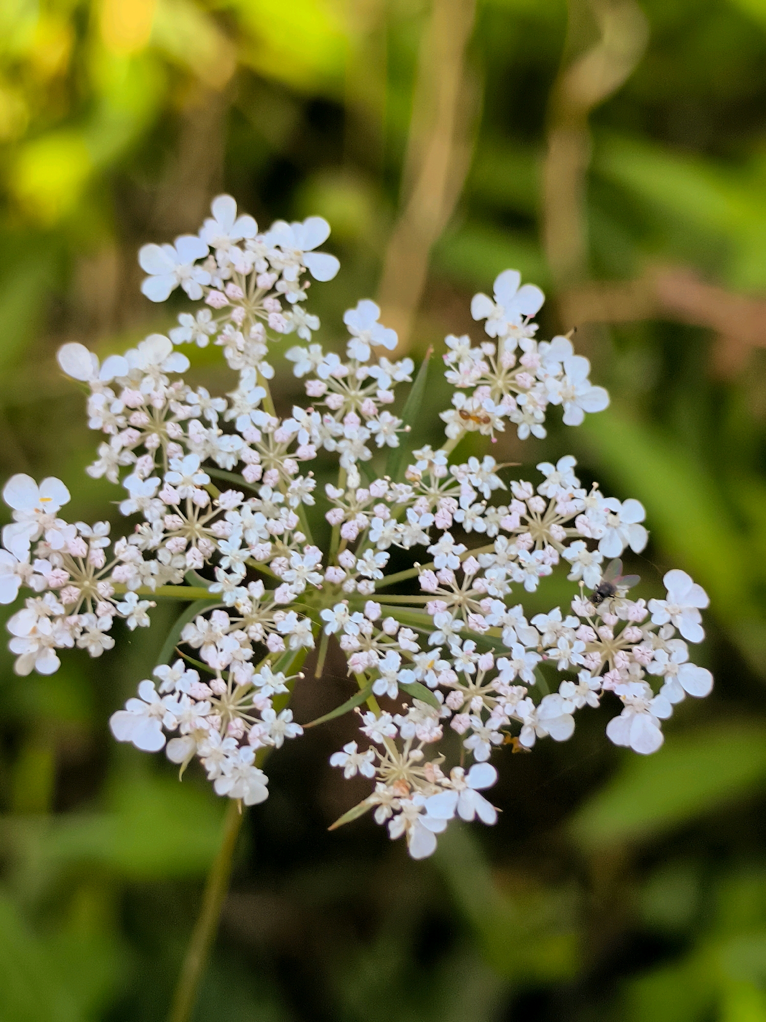 A close-up, eye-level shot shows a cluster of small white flowers with a slightly pinkish center. The flowers are arranged in a flat, umbel shape, with many individual florets radiating from a central point. Some of the petals are unfurling, while others are more delicate and lace-like. The background is a soft, out-of-focus blur of greens and yellows, suggesting a natural environment like a garden or meadow. Two small insects, a fly and possibly a small beetle, are visible on the flowers. The image is sharpest on the flowers, drawing the viewer's attention to their intricate details. No specific location in Batumi, Georgia, can be determined from the image itself.