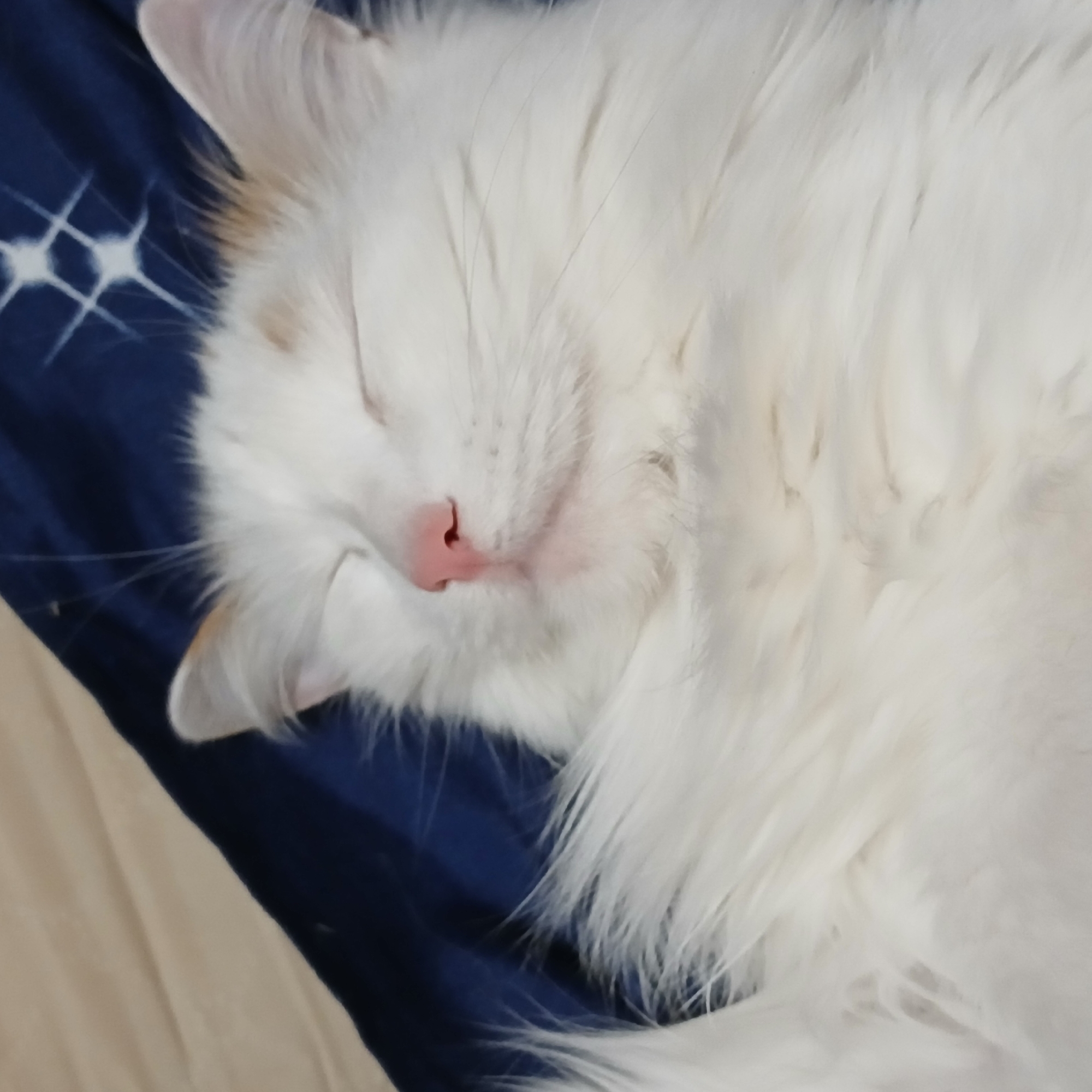 A white, long-haired cat is captured in a close-up while sleeping peacefully. Its eyes are closed, and its delicate pink nose is prominent in the center of its face. The cat's fur is exceptionally fluffy and appears predominantly white, with very subtle hints of light beige or cream visible near its ears and in the texture of its coat. Long, fine whiskers extend from its snout.
The cat is resting on a dark blue fabric, which is likely a blanket or bedding. This fabric features a distinct white pattern resembling stylized stars or crosses, possibly created using a tie-dye or similar technique. A plain, light beige or cream-colored fabric is partially visible in the background, suggesting another piece of bedding or furniture. The setting is indoors, with no specific time of day or weather conditions evident from the lighting. The overall mood conveyed is one of tranquility and comfort, as the cat appears completely relaxed in its slumber.
Based on the provided context, the location is Yekaterinburg, Russia. There is no visible text in the image.