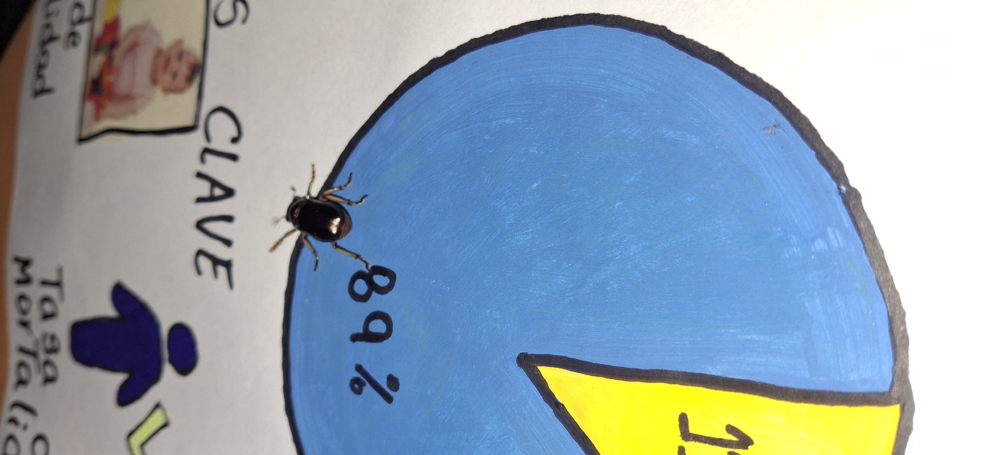 The image captures a close-up, slightly angled view of a small, dark-shelled beetle with visible legs, positioned on a piece of paper that appears to be part of a school project or presentation. The beetle is crawling near a hand-drawn pie chart, which is predominantly blue and marked with the number "89 %" in black ink. A smaller, yellow segment of the pie chart is also visible.
Around the central graphic, various elements suggest a thematic presentation. To the left, a printed photograph of a baby with a light-colored top is framed in black. Below this, partially visible Spanish text reads "de lidad" (likely part of "Calidad de vida" - Quality of life). Further down, a blue stick figure representing a person is depicted, with the partial Spanish text "Tasa Mor..." (likely "Tasa Mortalidad" - Mortality Rate) next to it. Vertical black text reads "CLAVE" (Spanish for "KEY" or "CRITICAL"). The background is plain white paper, indicating an indoor setting in Vallecito, Venezuela. No specific activity beyond the beetle's presence on the paper is discernible.