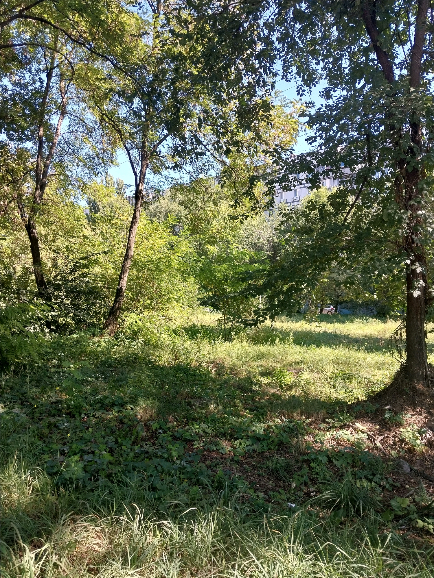 The image depicts a sun-dappled, overgrown green space, possibly a park or a neglected communal area, located in Dnipro, Ukraine. Tall trees with lush green foliage dominate the foreground and middle ground, casting shadows on the grassy ground cover. In the distance, a multi-story building with a light-colored facade and visible windows is partially obscured by trees, suggesting an urban environment. A small section of a light-colored vehicle is visible in the far distance through the trees. The overall impression is one of a natural, somewhat wild area within a developed urban landscape.