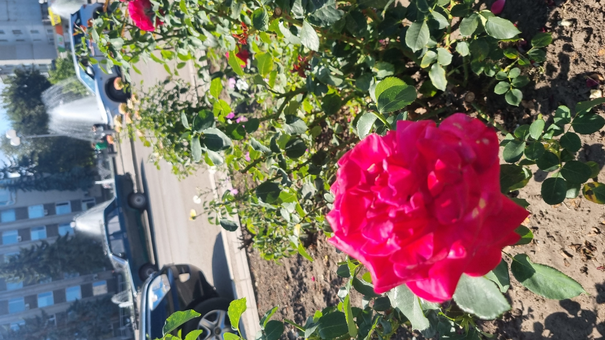 The image shows a vibrant pink rose in the foreground, with green foliage surrounding it. In the background, a city street scene is visible, with cars parked and driving on the road. Fountains are active in the background, with water spraying into the air. Buildings with multiple windows and trees are also present in the background, suggesting an urban environment. The lighting indicates it is daytime, likely with a bright sun. The presence of rose bushes and urban infrastructure suggests this scene could be a park, a garden along a street, or a public square in Smila, Ukraine.