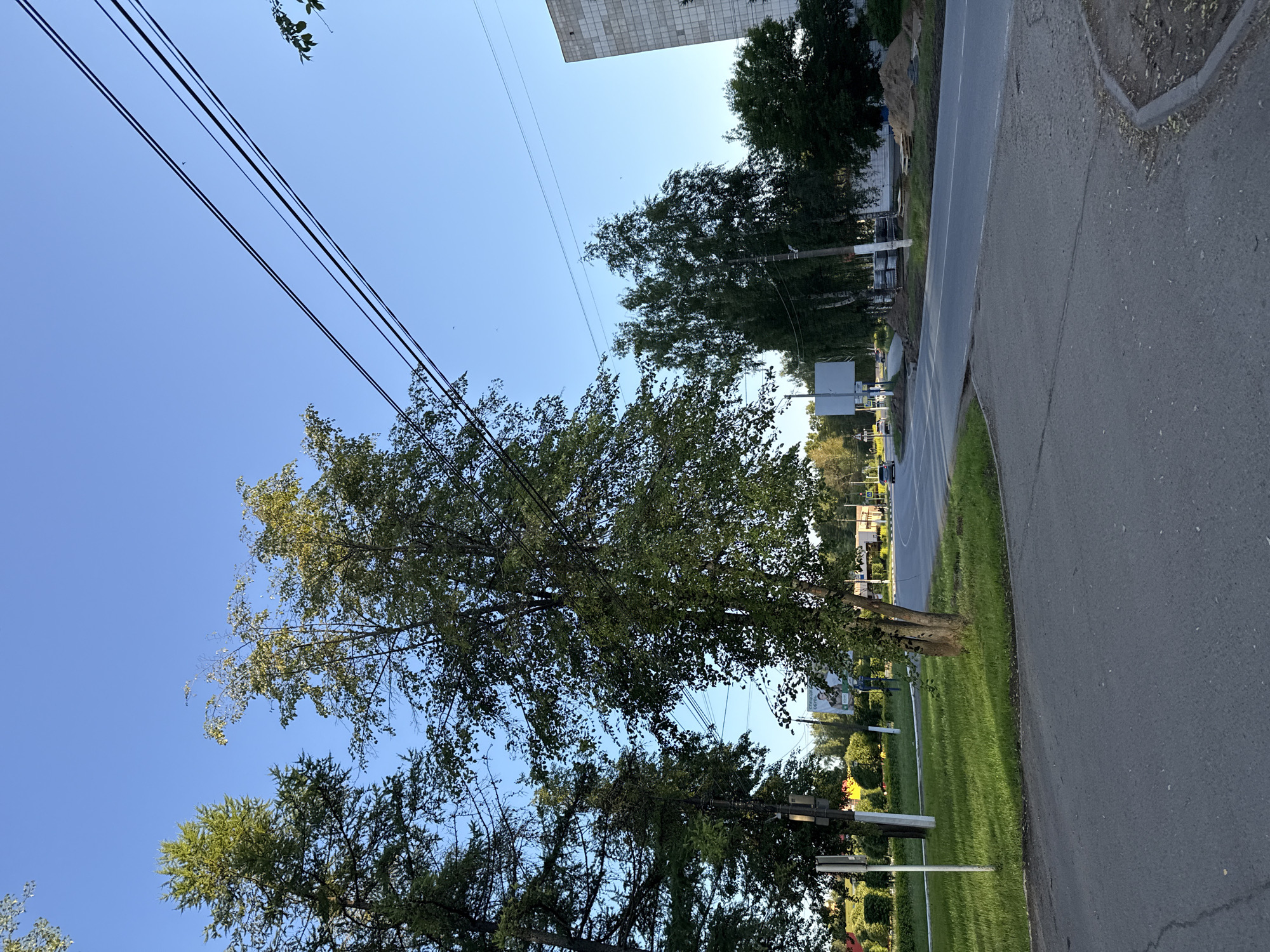 An eye-level, medium shot captures a street scene in an unknown city on a clear, sunny day. The foreground is dominated by a grey asphalt road and sidewalk. To the left, a well-maintained grassy area borders the sidewalk, punctuated by a white pole with attached signage and a mature tree. Further back, a street curves to the right, with a few vehicles visible in the distance. A large, modern, grey building stands prominently on the right side of the frame, partially obscured by trees. Overhead, several black power lines stretch across the clear blue sky. The scene is devoid of people.