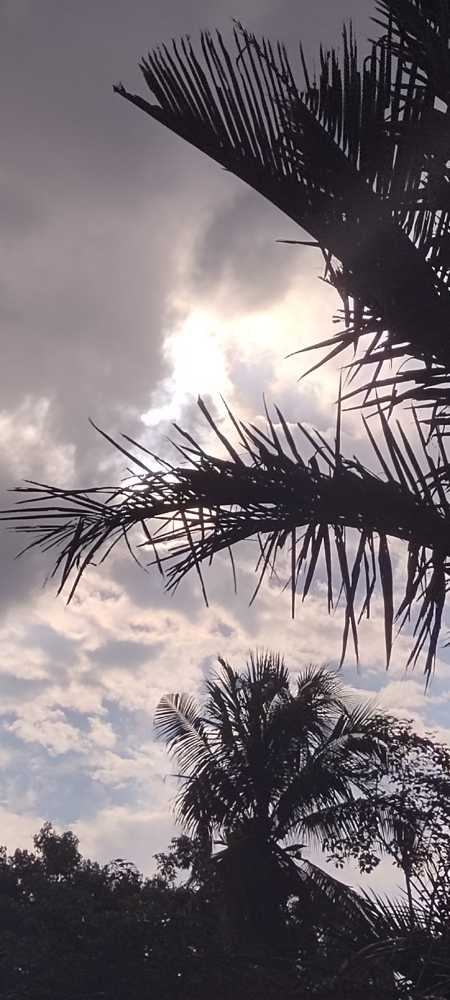 This photograph taken in Matangpanyang, Indonesia, captures a silhouette of tropical foliage against a cloudy sky. The foreground is dominated by the dark outlines of palm fronds, partially obscuring a bright patch of light, presumably the sun, filtered through the clouds. Beneath the fronds, a smaller palm tree stands amidst other dense vegetation. The sky features a mix of gray and white clouds, creating a textured backdrop to the vegetation.