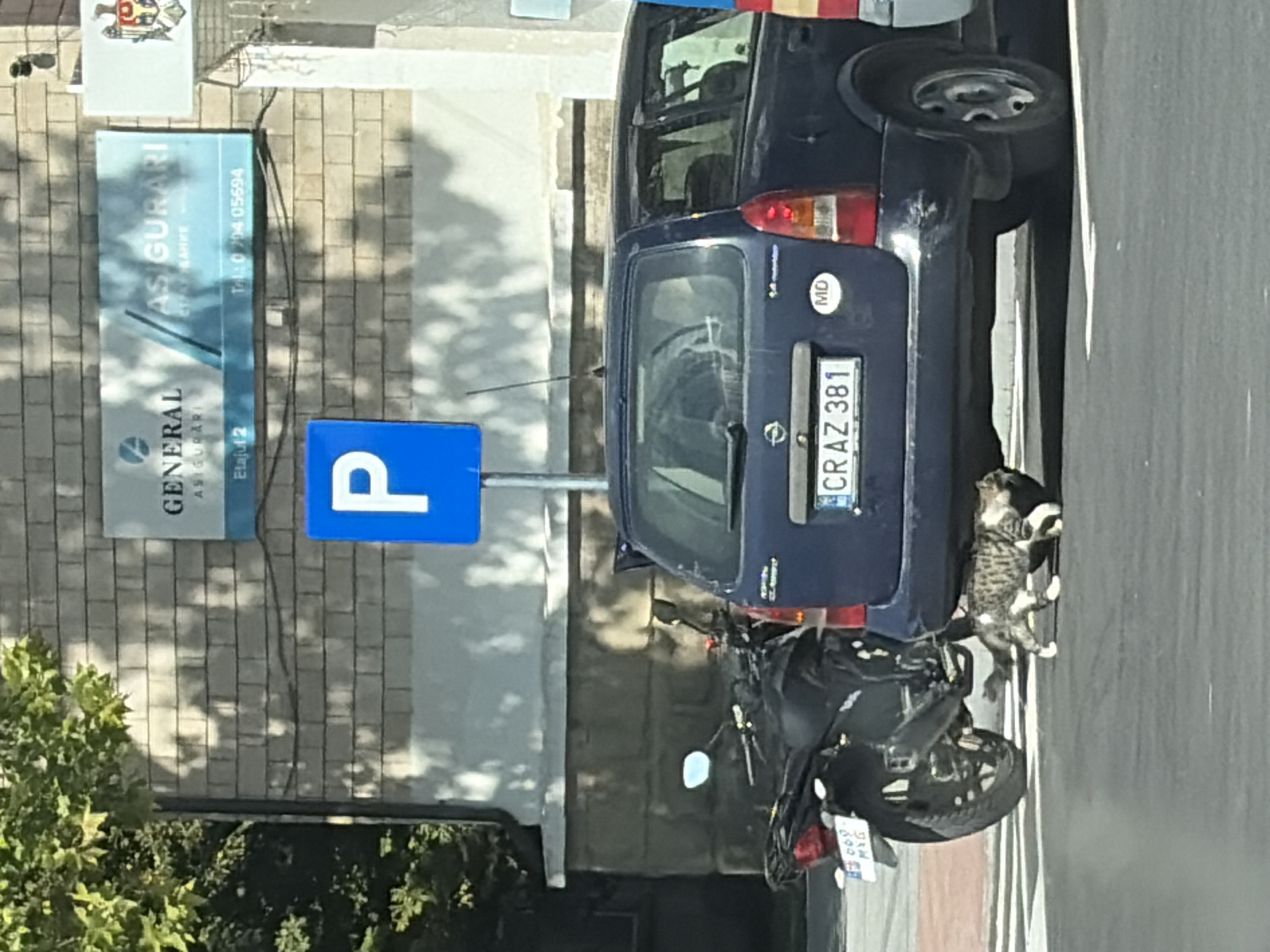 A tabby cat walks under the rear of a dark blue station wagon parked on a street. The car has license plate "CRAZ 381" and a circular "MD" sticker on its rear. To the left of the station wagon is a black motorcycle. In the background, a building has a sign that reads "GENERAL ASIGURARI" and another sign with a crest. A blue parking sign with a white "P" is visible. The scene appears to be in Criuleni, Moldova.