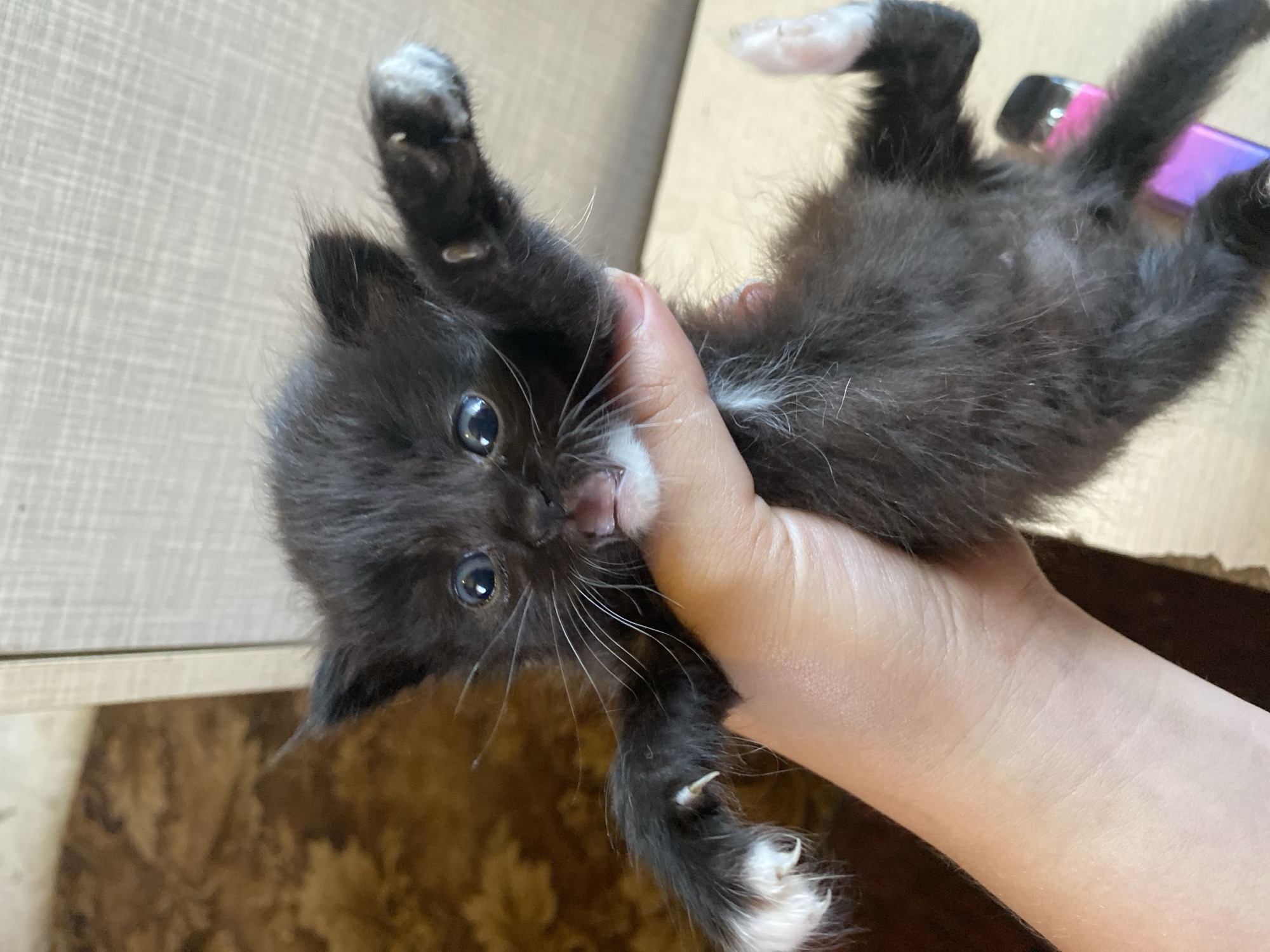 A close-up shot shows a person's hand holding a very young black kitten with white paws and chest. The kitten's mouth is open, and its eyes are wide, giving it a surprised or playful expression. The background consists of a blurry wooden surface and a patterned rug. The scene appears to be indoors. The location is not specified in the image or hints.