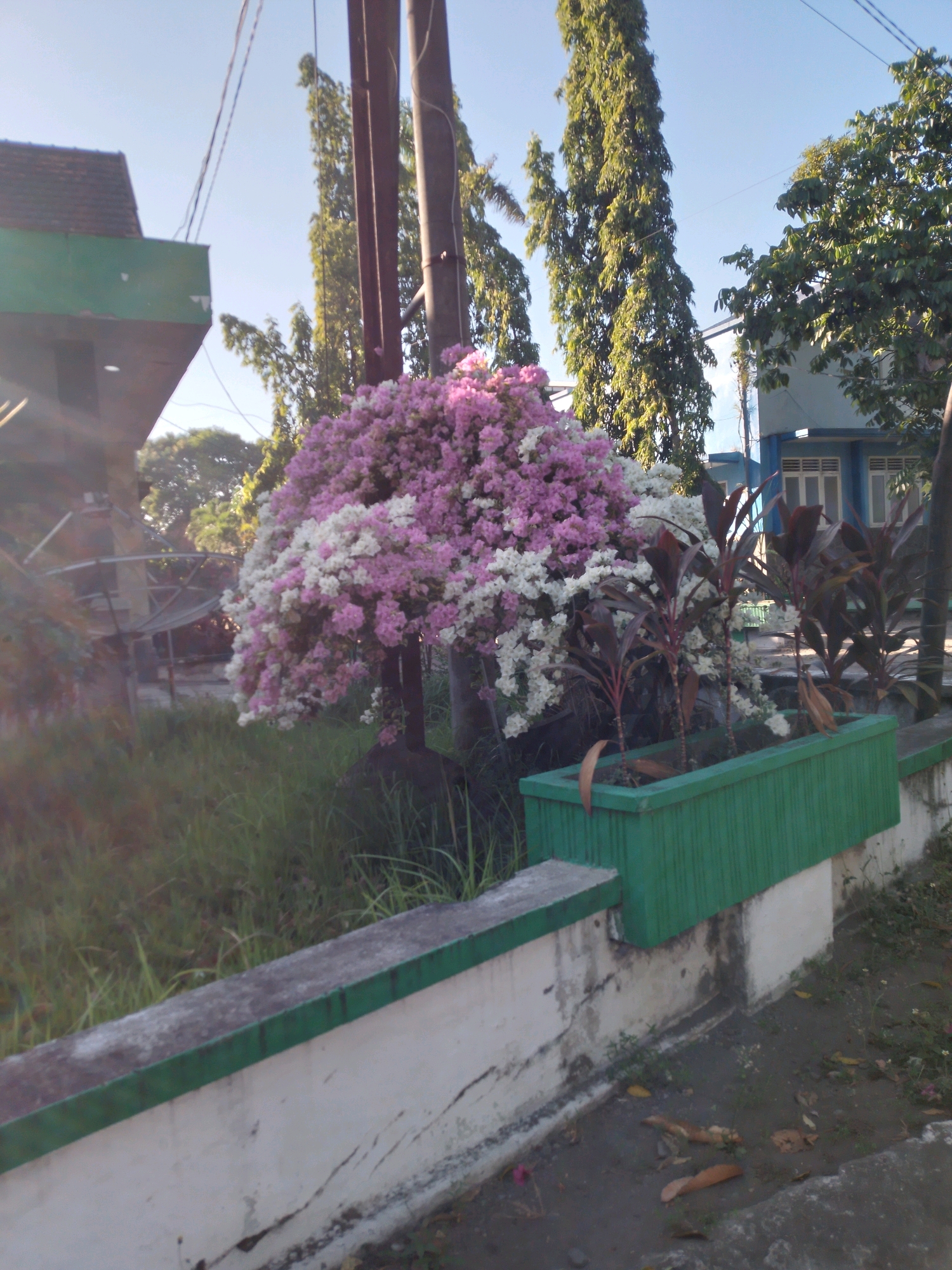 In Patianrowo, Indonesia, a vibrant display of bougainvillea flowers, a mix of pink and white, cascades over a dark, possibly metal, support structure. The bougainvillea is positioned centrally in the frame, partially obscuring several tall, slender trees with dense green foliage that rise towards a clear blue sky. To the left, a building with a dark tiled roof and a green-clad overhang is visible, with hints of a satellite dish structure behind it. To the right of the bougainvillea, a bright green, rectangular planter box holds several plants with dark red leaves. These plants are a focal point in the foreground, drawing the eye towards the planter and the cracked concrete wall it rests against. The ground appears to be a mixture of wet earth, scattered dry leaves, and sparse vegetation. The scene is bathed in bright, natural sunlight, suggesting it was captured during daylight hours.