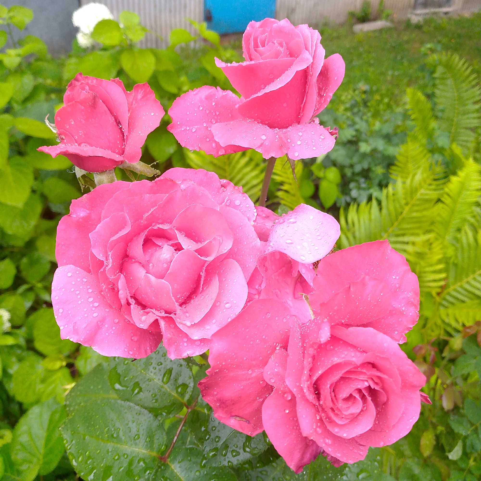 A close-up, high-angle, medium shot captures a cluster of five pink roses with water droplets on their petals, set against a blurred background of green foliage and a hint of a fence and a blue object. The roses are in various stages of bloom, with some fully open and others still budding. The water droplets suggest recent rainfall. The environment appears to be a garden. The location is identified as Nikologory, Russia. There are no people or animals present in the image.