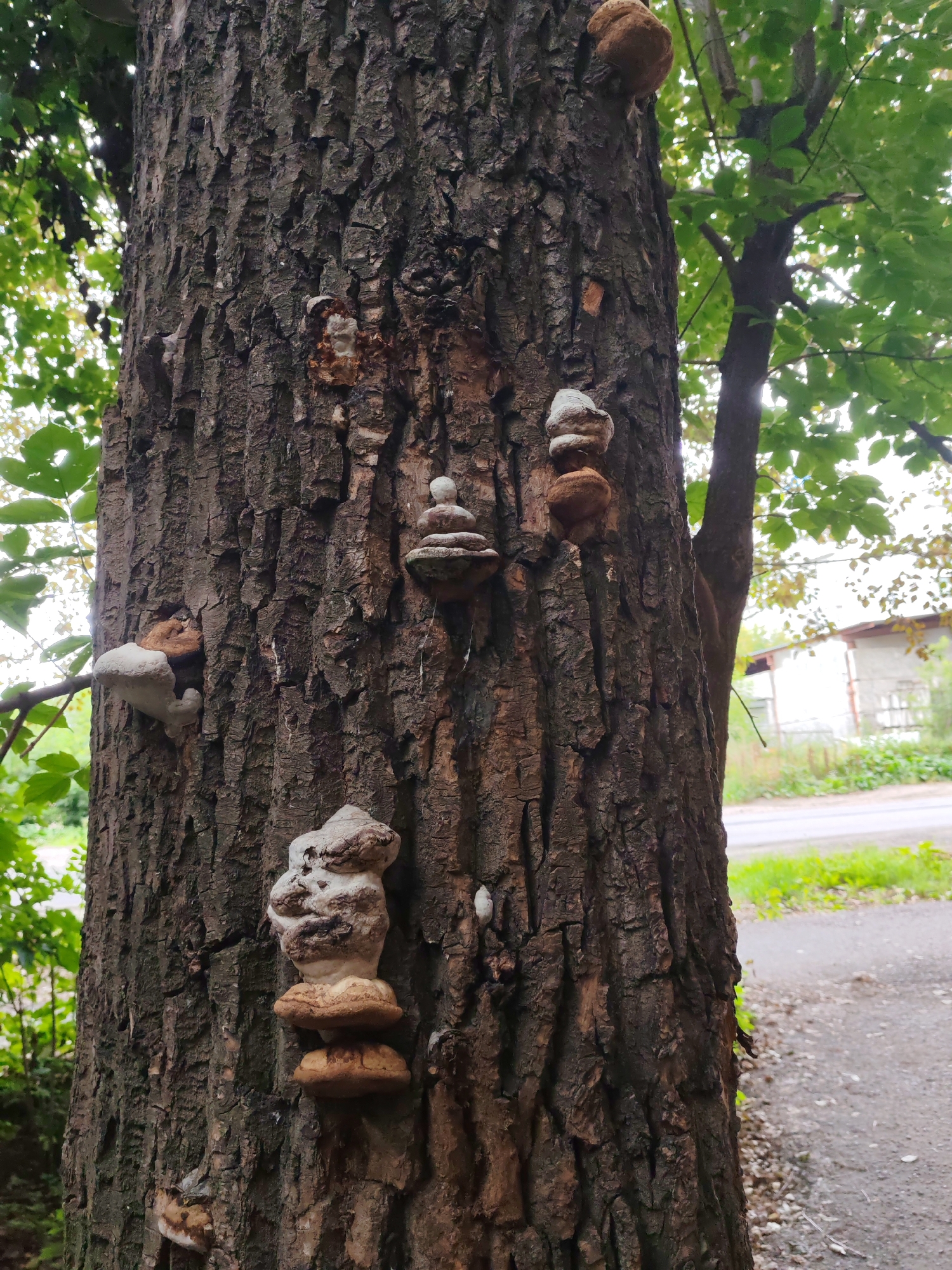A close-up, eye-level shot showcases the rough, dark brown bark of a mature tree trunk, horizontally textured with deep crevices. Clustered across the trunk are several shelf fungi, also known as conks or bracket fungi. These fungi vary in size and color, with some appearing a light, chalky white and others a warm, earthy brown. They are growing in layered formations, some with a smooth, rounded cap and others with a more irregular, sculpted appearance. Green leaves from the tree's canopy are visible in the upper left, and more distant foliage and the blurry outlines of buildings and a road can be seen in the background, suggesting an outdoor, possibly urban or suburban, environment.