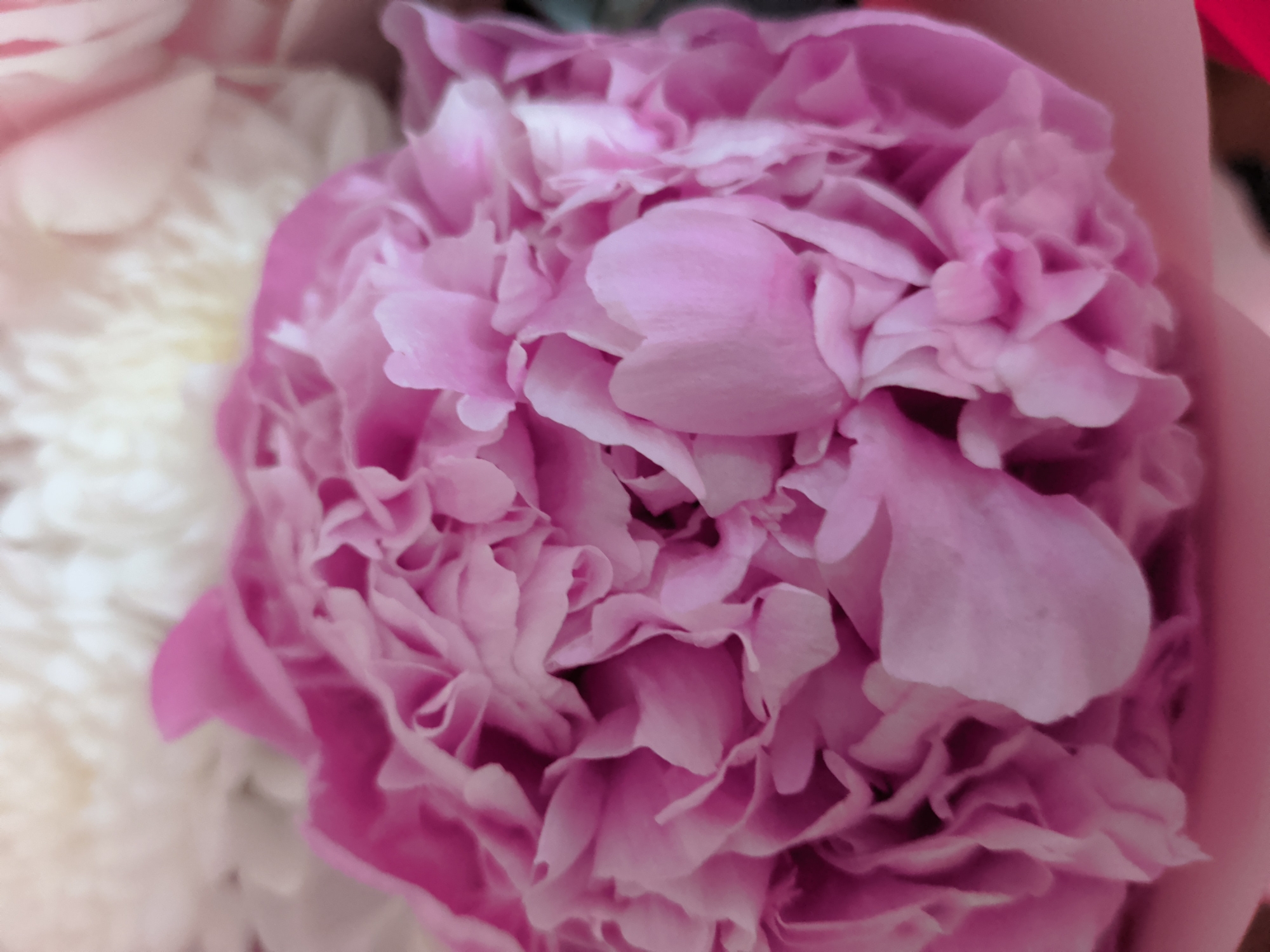 This is a close-up, eye-level, indoor shot of a light pink peony flower. The flower is fully bloomed and its numerous petals are densely layered and ruffled, creating a soft, textured appearance. The lighting is soft and diffused, highlighting the delicate curves and folds of the petals. The background is out of focus, showing hints of white and lighter pink flowers, suggesting a bouquet. There is no indication of the city of Krasnoyarsk, Russia, or any specific environment. The image focuses solely on the floral subject.