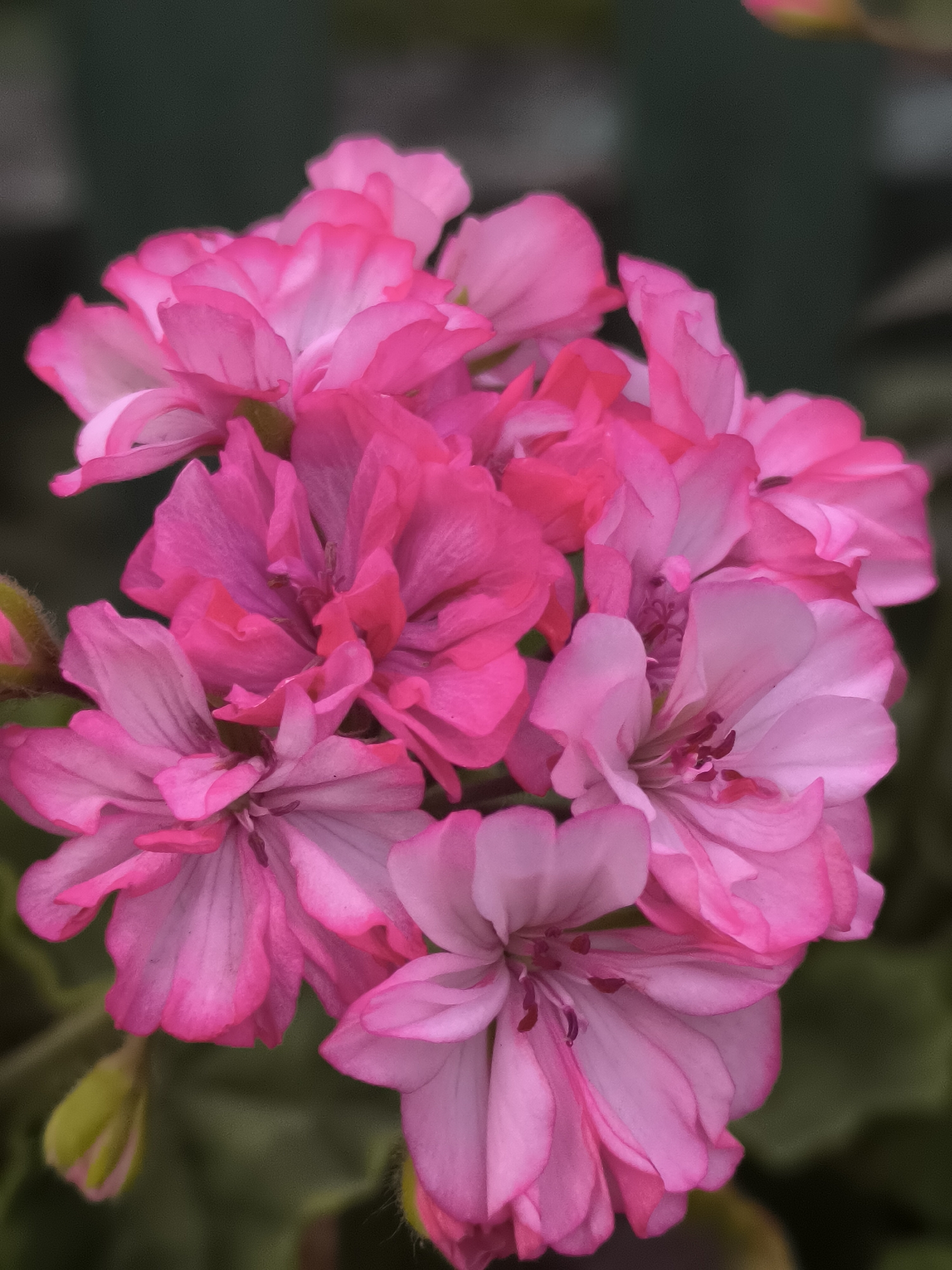 A cluster of vibrant pink geranium flowers fills the frame of the image. The petals exhibit a gradient of color, ranging from a deep fuchsia at the edges to a lighter pink towards the center, with some petals showing delicate veins. The flowers are densely packed, creating a rich texture. A few green buds are visible at the bottom left and right edges of the image, hinting at more blooms to come. The background is a dark, out-of-focus green, suggesting foliage or a shaded environment. There are no people or specific urban features visible in the image, making it impossible to determine a specific location within Dobrogea Veche, Moldova, or any other city. The image is a close-up, nature-focused photograph.