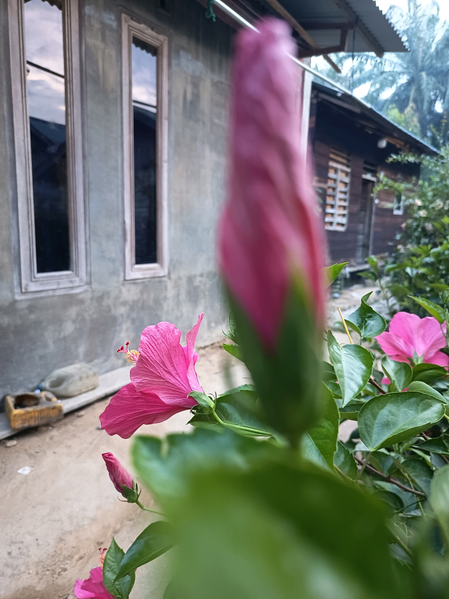 The image depicts a close-up view of pink hibiscus flowers and buds in the foreground. A large, unfurled pink hibiscus flower with a prominent stamen is in focus on the left side. To its right, a tightly closed hibiscus bud, also pink, is partially visible and out of focus. Further to the right, another unfurled pink hibiscus flower is visible, also out of focus. Green hibiscus leaves surround the flowers. In the background, a grey concrete wall with two rectangular windows, reflecting the sky, is present. To the right of the wall, a wooden building with a corrugated metal roof is visible. A plastic container and a yellow object are on the ground in front of the wall. The scene appears to be outdoors in a residential area. The location is Aluekumba, Indonesia, a village in East Java.