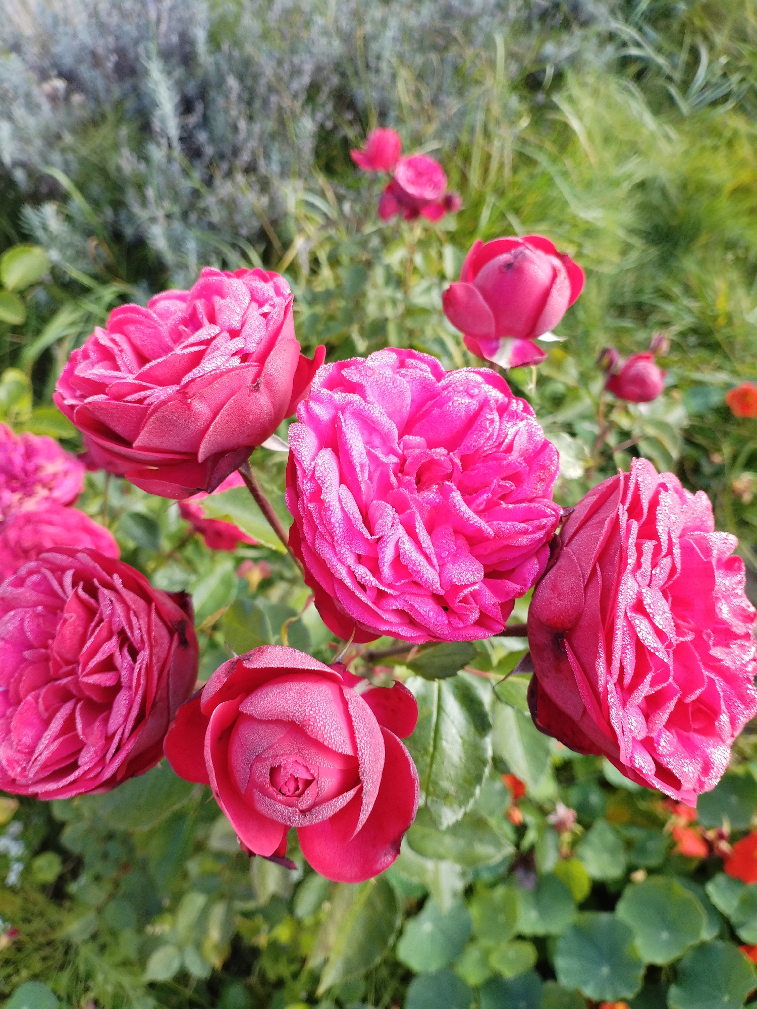 This is a close-up, eye-level, outdoor photograph of several vibrant pink roses in full bloom, covered in dew drops. The roses are the primary subjects, with their intricate petals and glistening water droplets clearly visible. The lighting suggests it is daytime, likely morning due to the dew. The background consists of blurred green foliage and other unfocused pink flowers, creating a soft bokeh effect that emphasizes the sharpness of the roses in the foreground. The image depicts a garden setting with healthy plant life. The location is indicated as Bialynichy, Belarus.